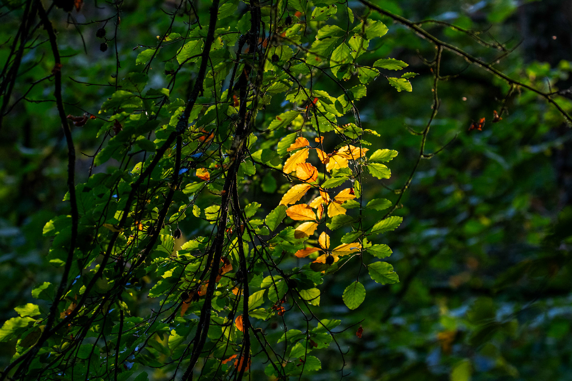 Polkemmet Country Park 10 October 2024