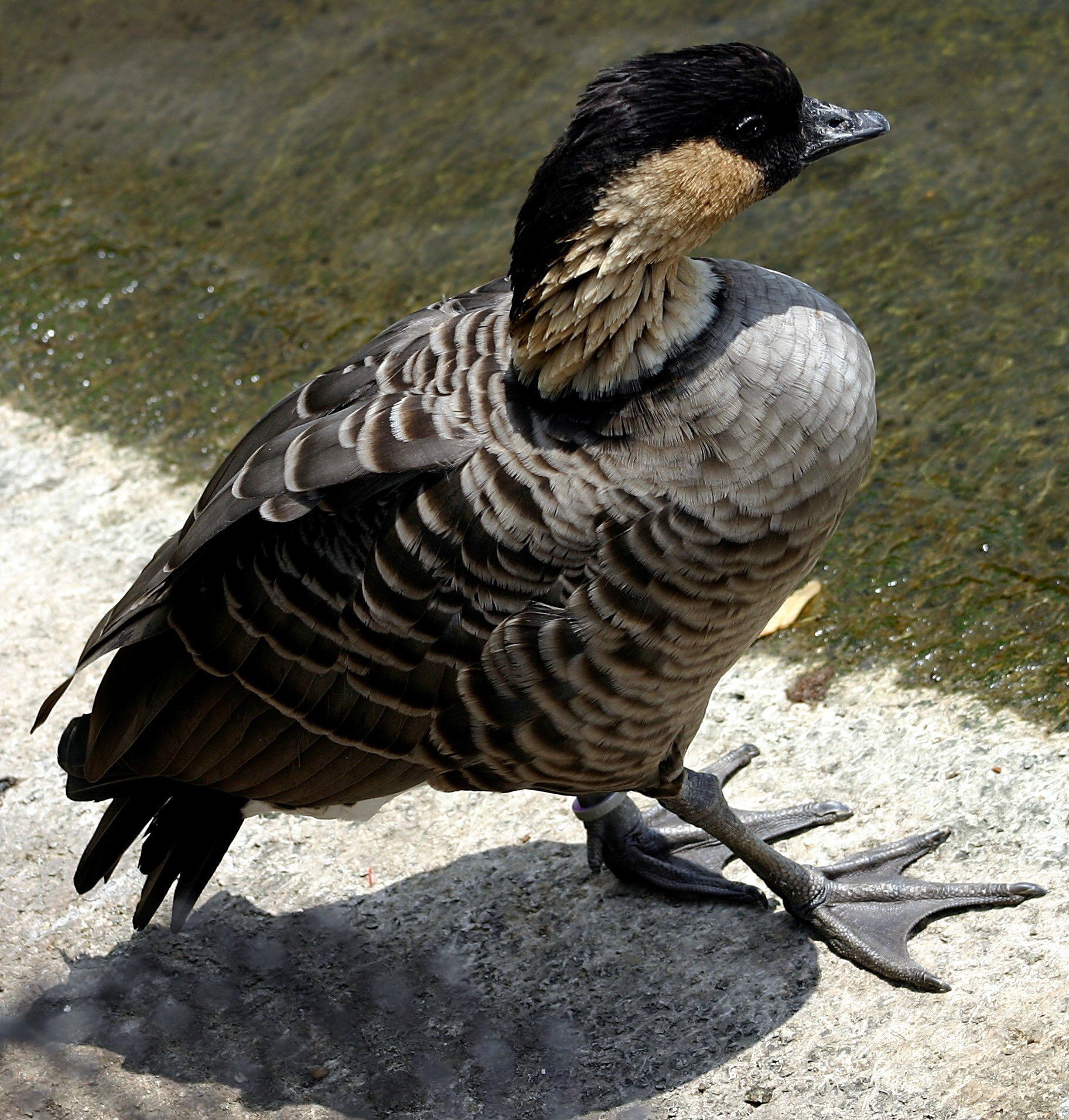 LondonPlease see my other Photographs at: http://www.jamespdeans.co.uk/