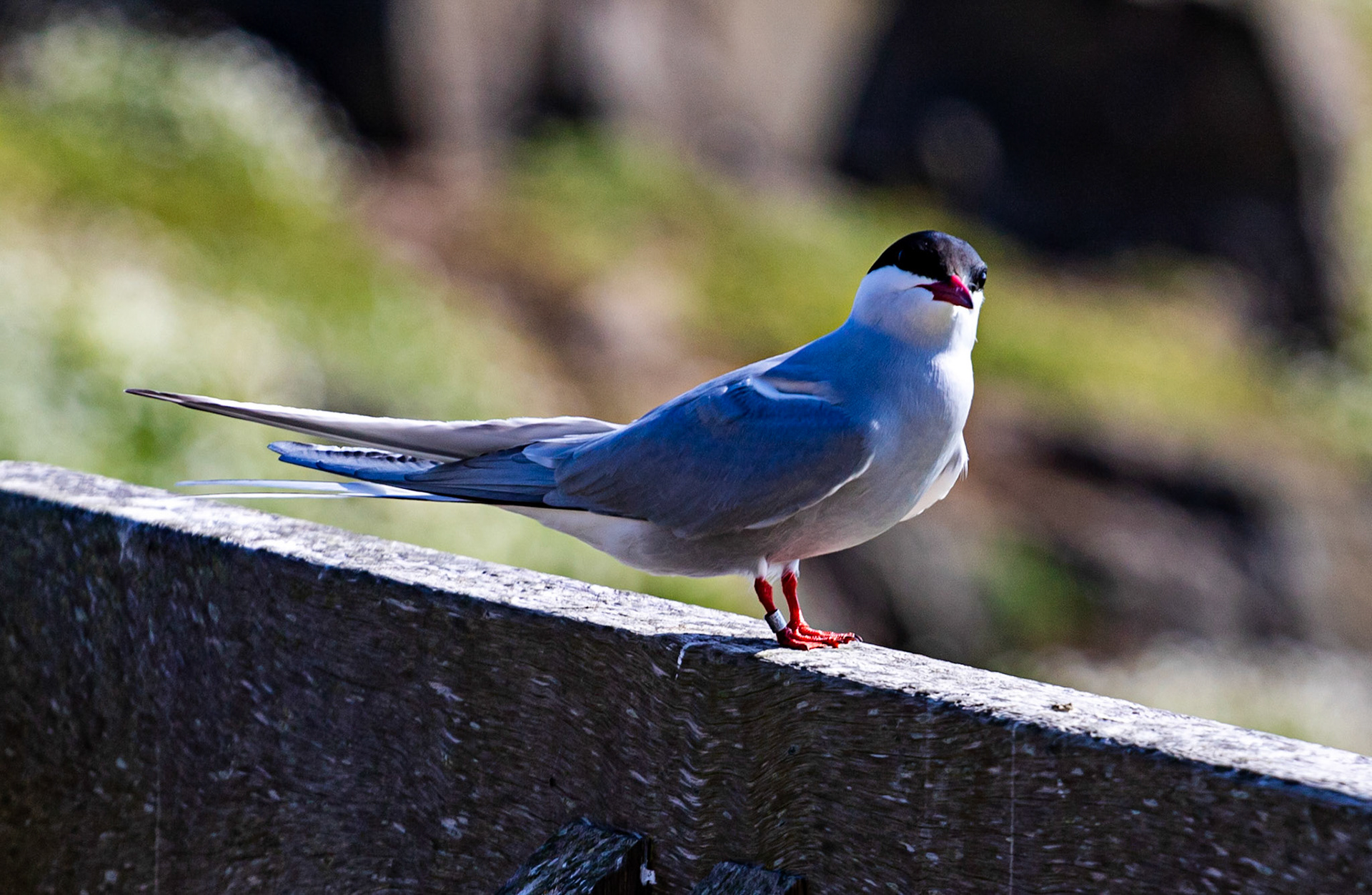 Isle of May - 04 June 2022