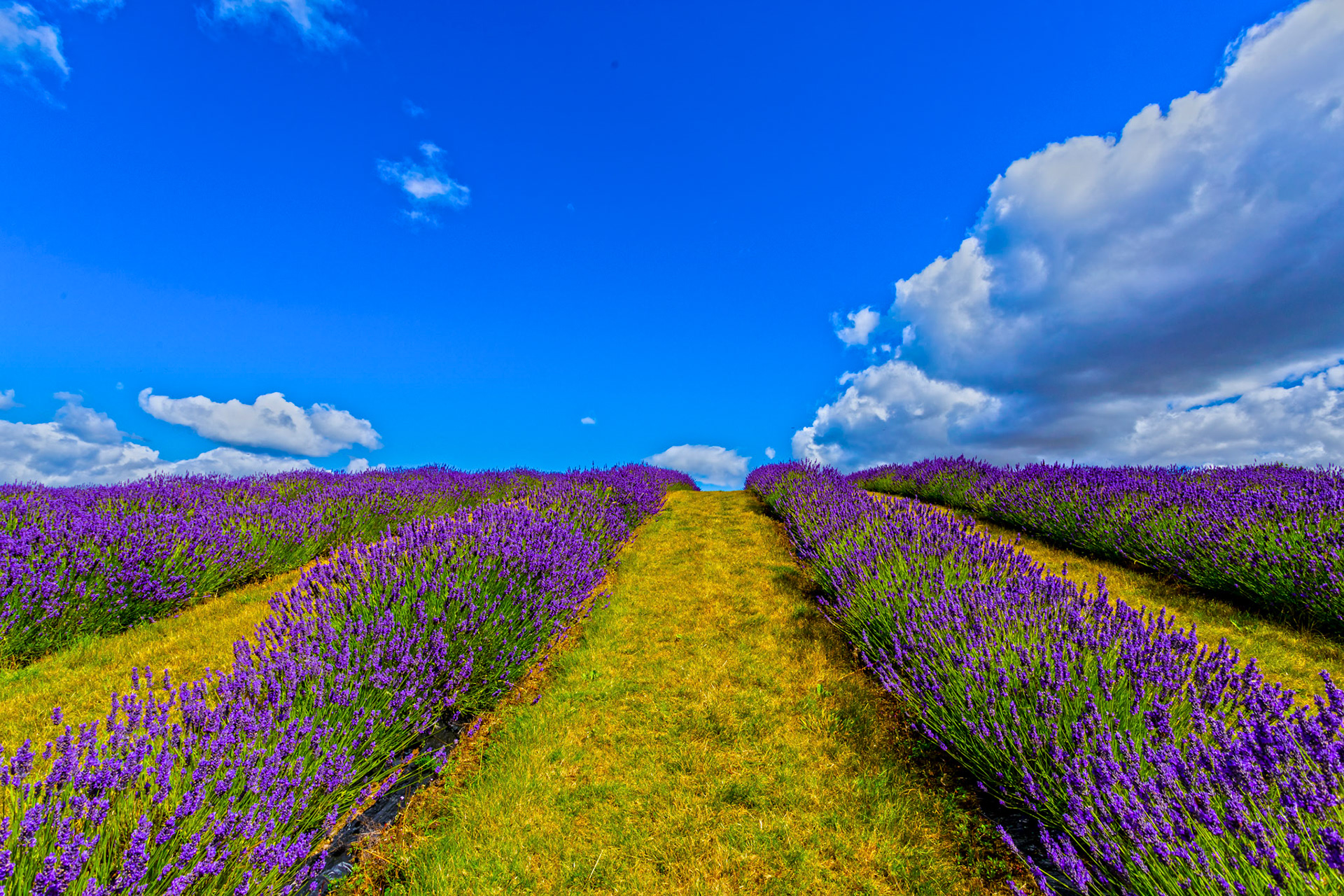 I spent an amazing few hours at Scottish Lavender Oils. They are so dedicated to nature and not to profit!