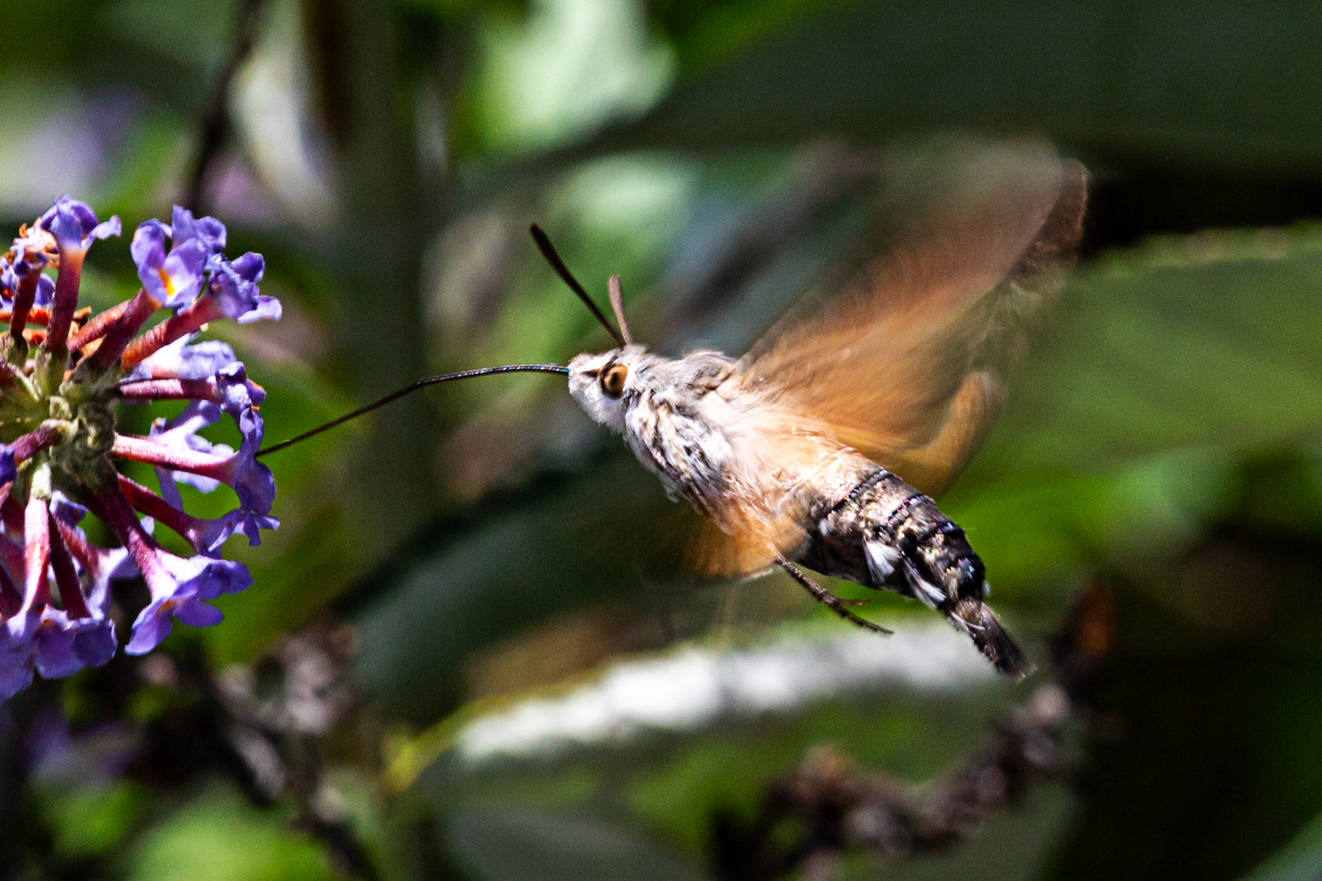 Humming Bird Hawk Moth - Siena 26 June 2024