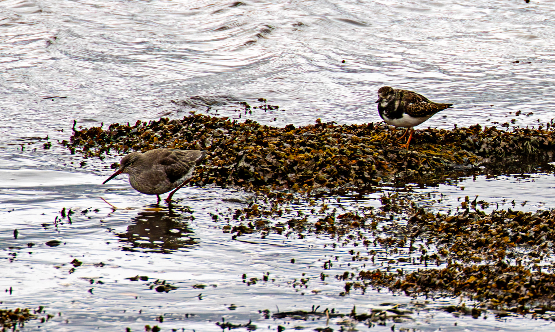 Ruddy Turnstones &amp; Common Redshank. Birthwatching at South Queensferry 18 October 2024