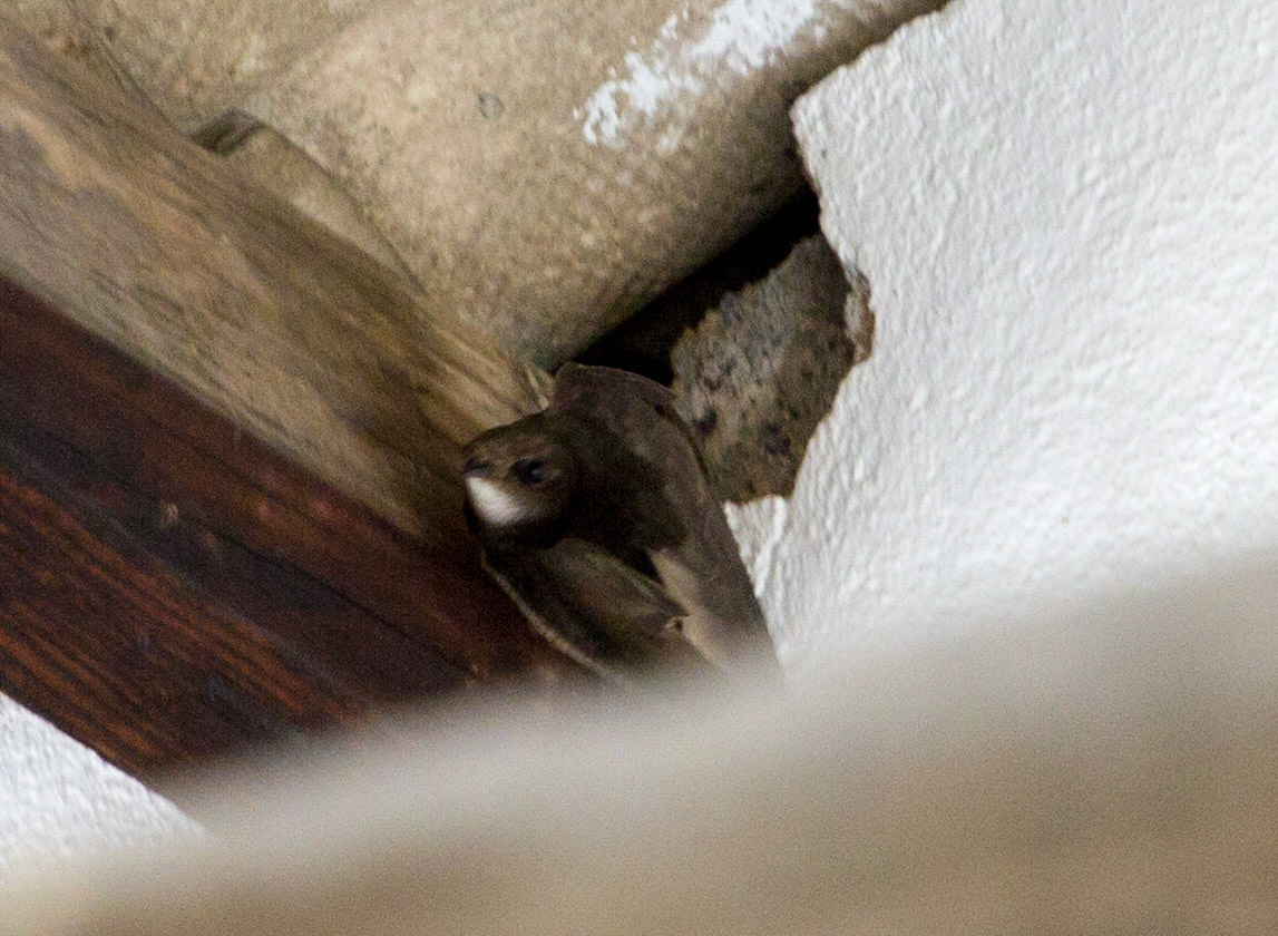 Swift in Tavira Railway Station.