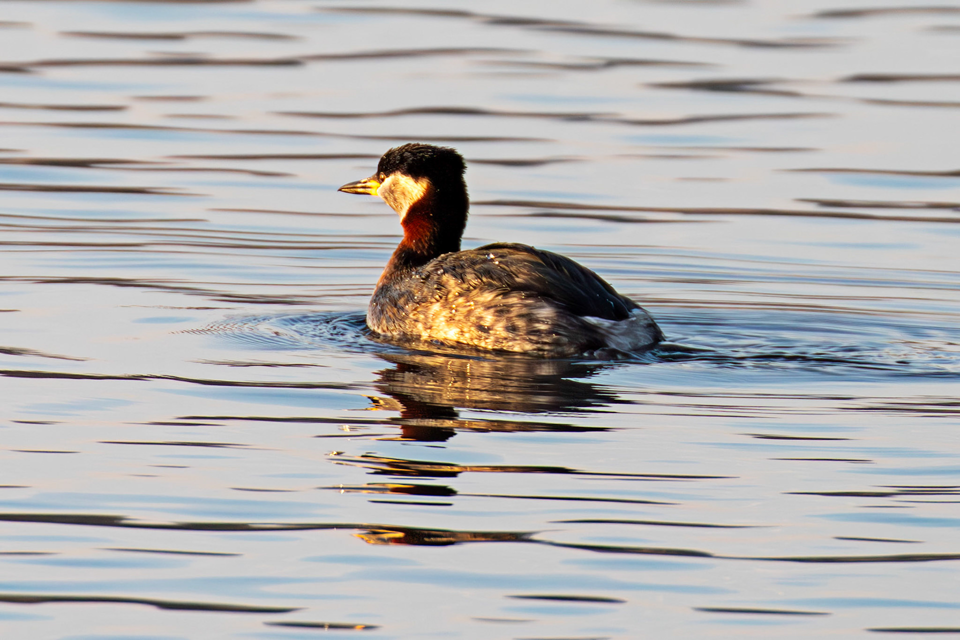 Red Necked Grebe at Hogganfield Loch 19 March 2025