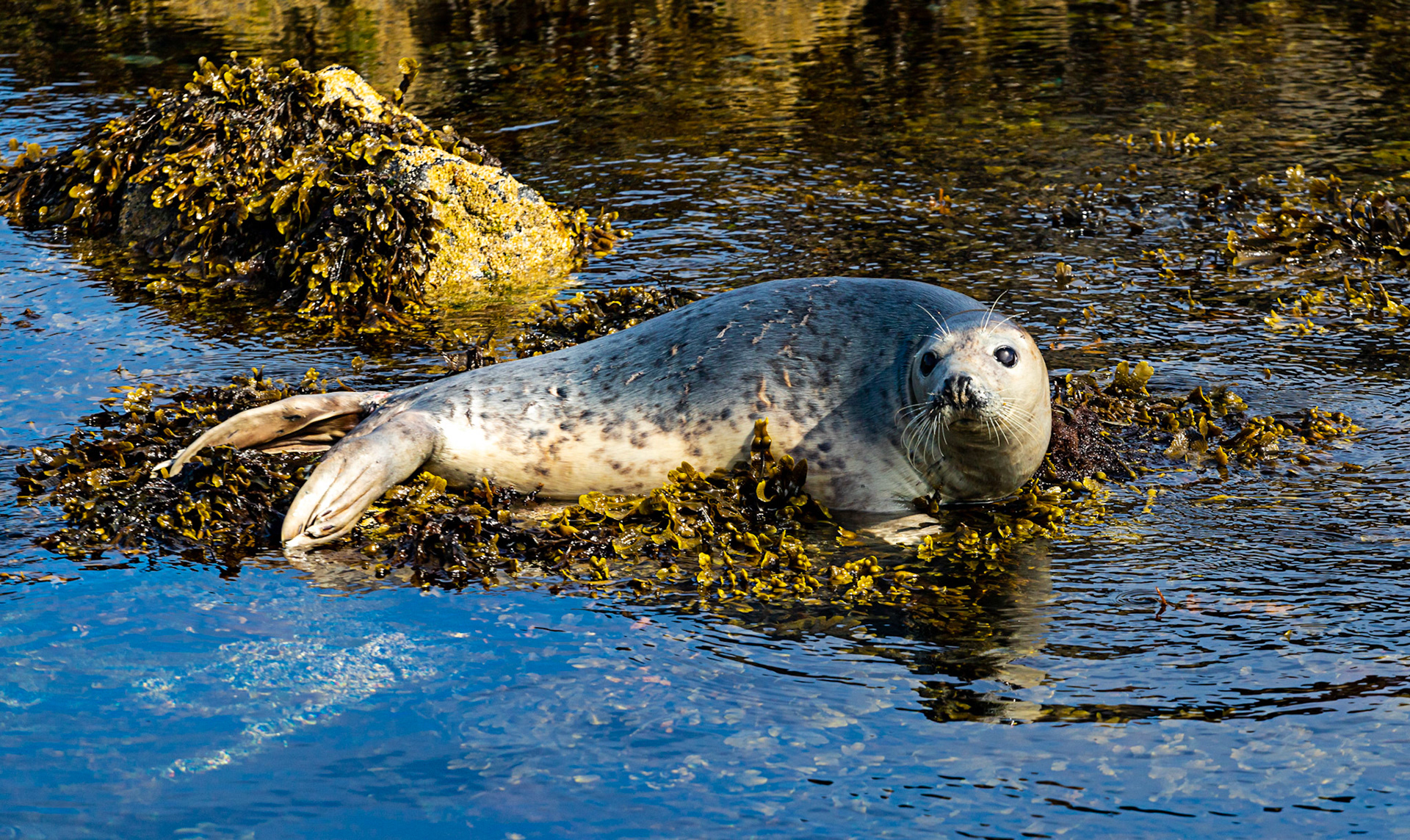 Isle of May - 04 June 2022