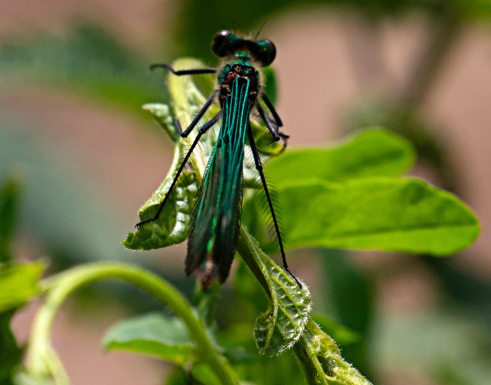 Beautiful Demoiselle (Calopteryx virgo) Walk Thames Path MArlow to Bourne End 06 August 2025