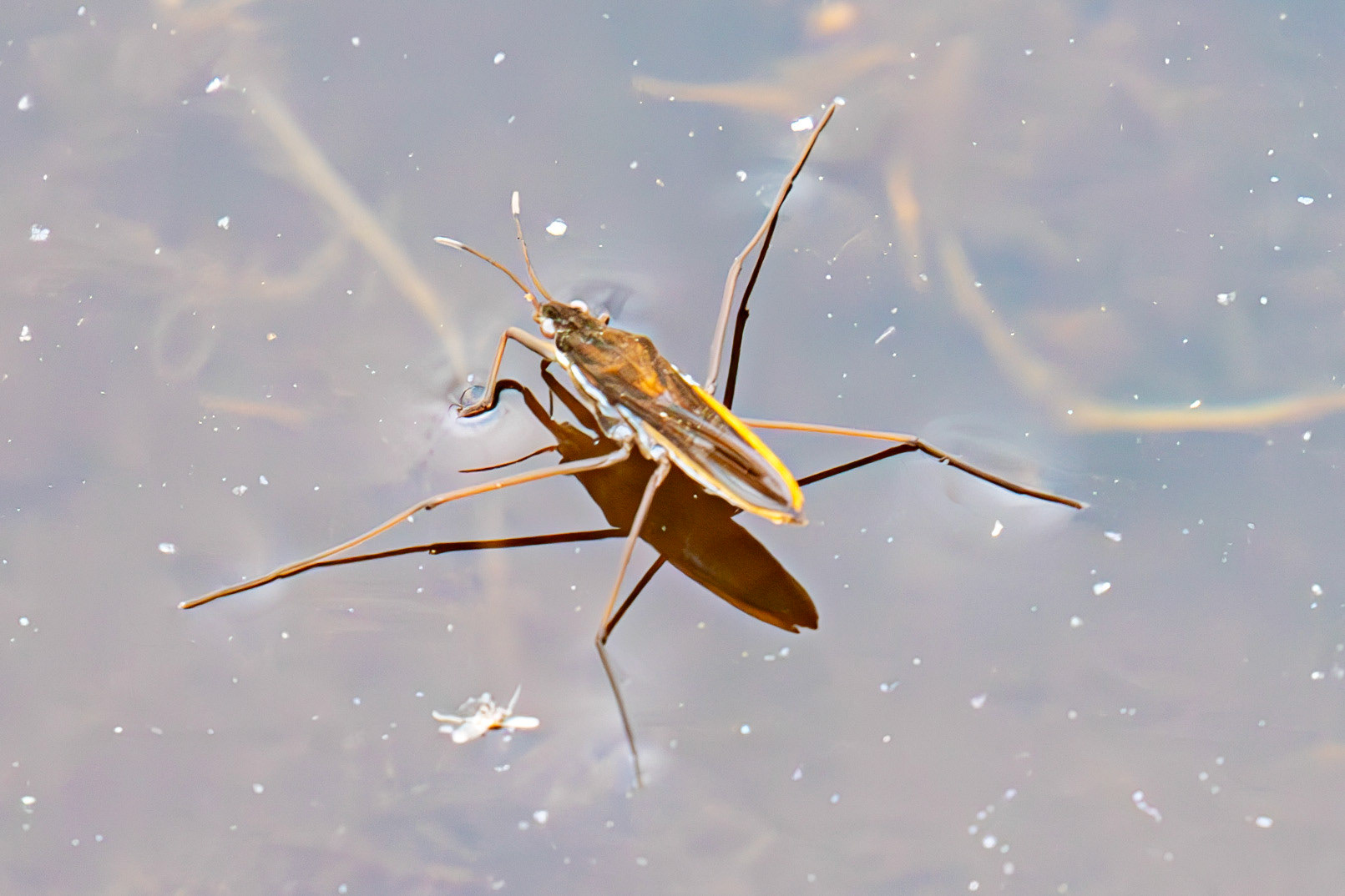 Water Skaters - Flanders Moss 12 April 2025