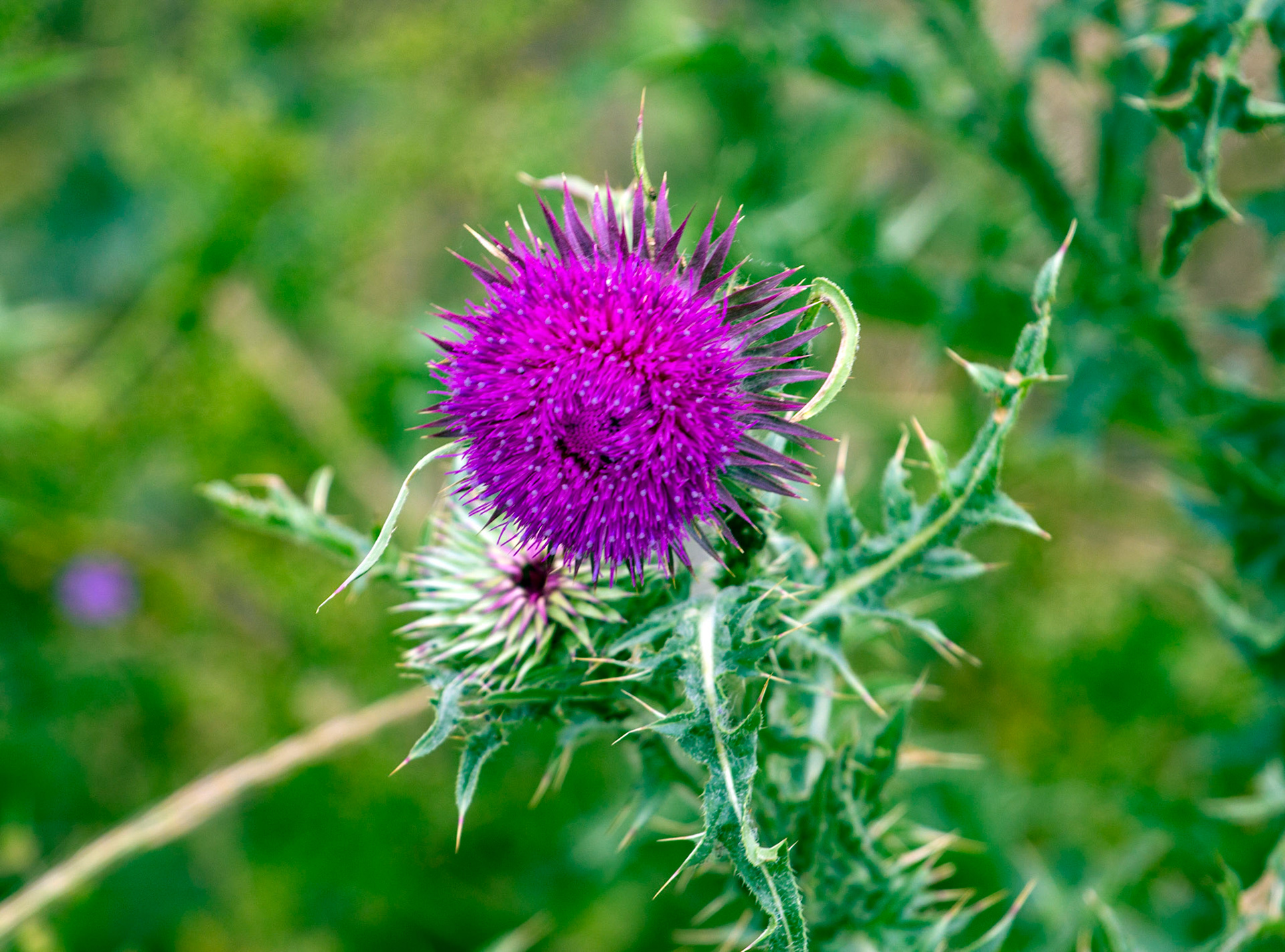 CernayPlease see my other Photographs at: http://www.jamespdeans.co.uk/