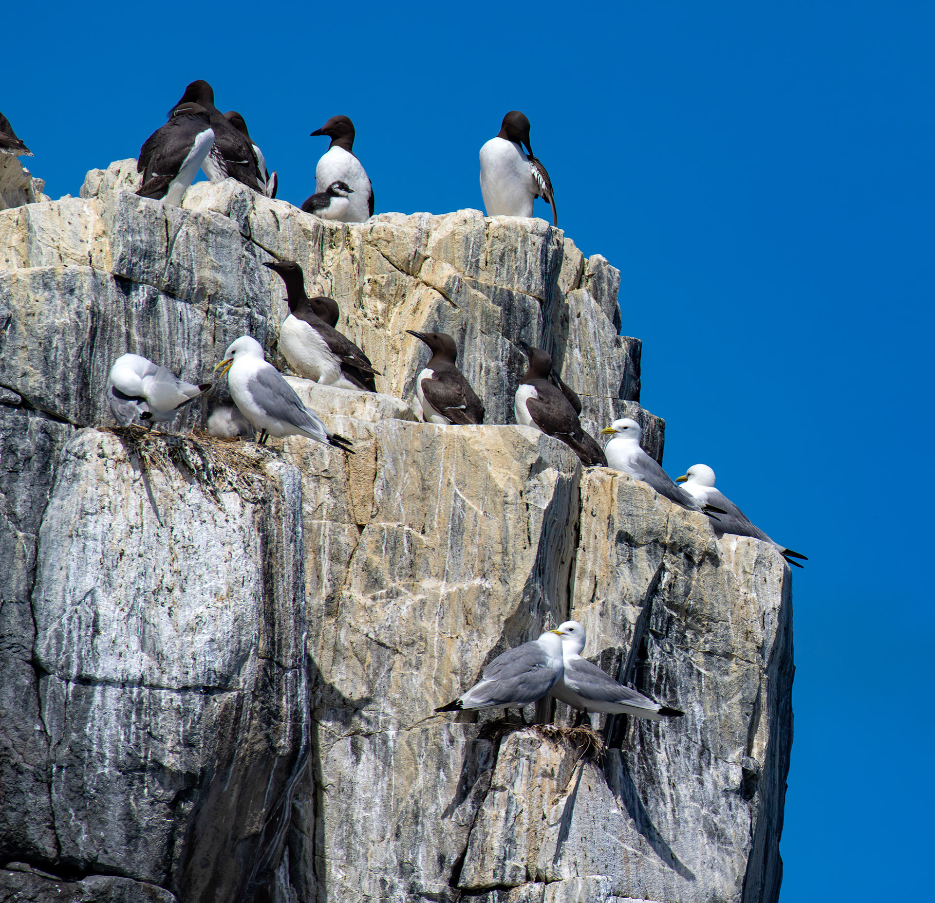 Guillemots - Farne Islands 03 July 2026
