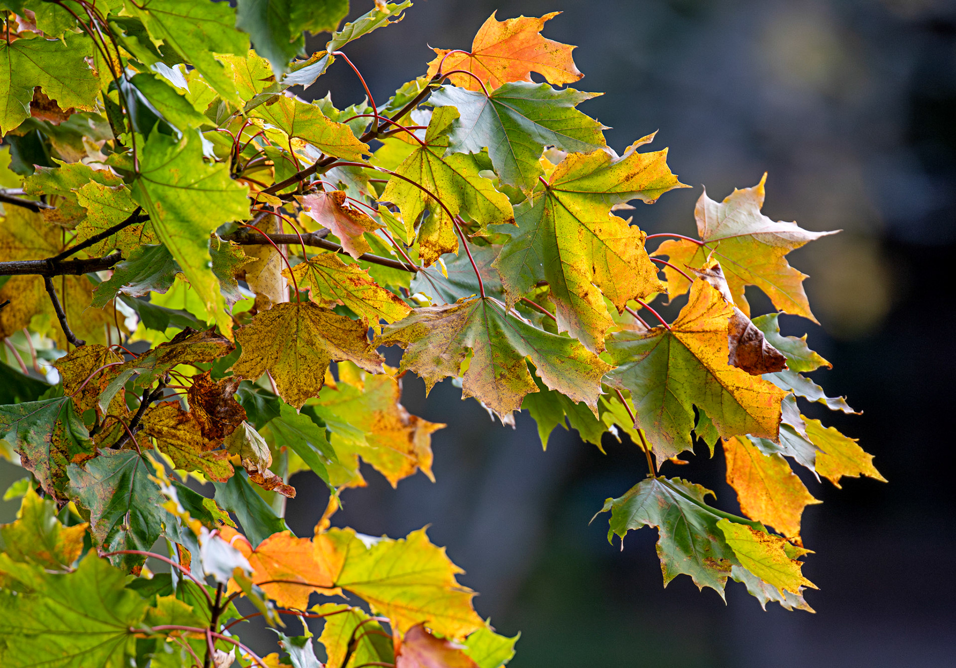 Livingston 02 October 2024