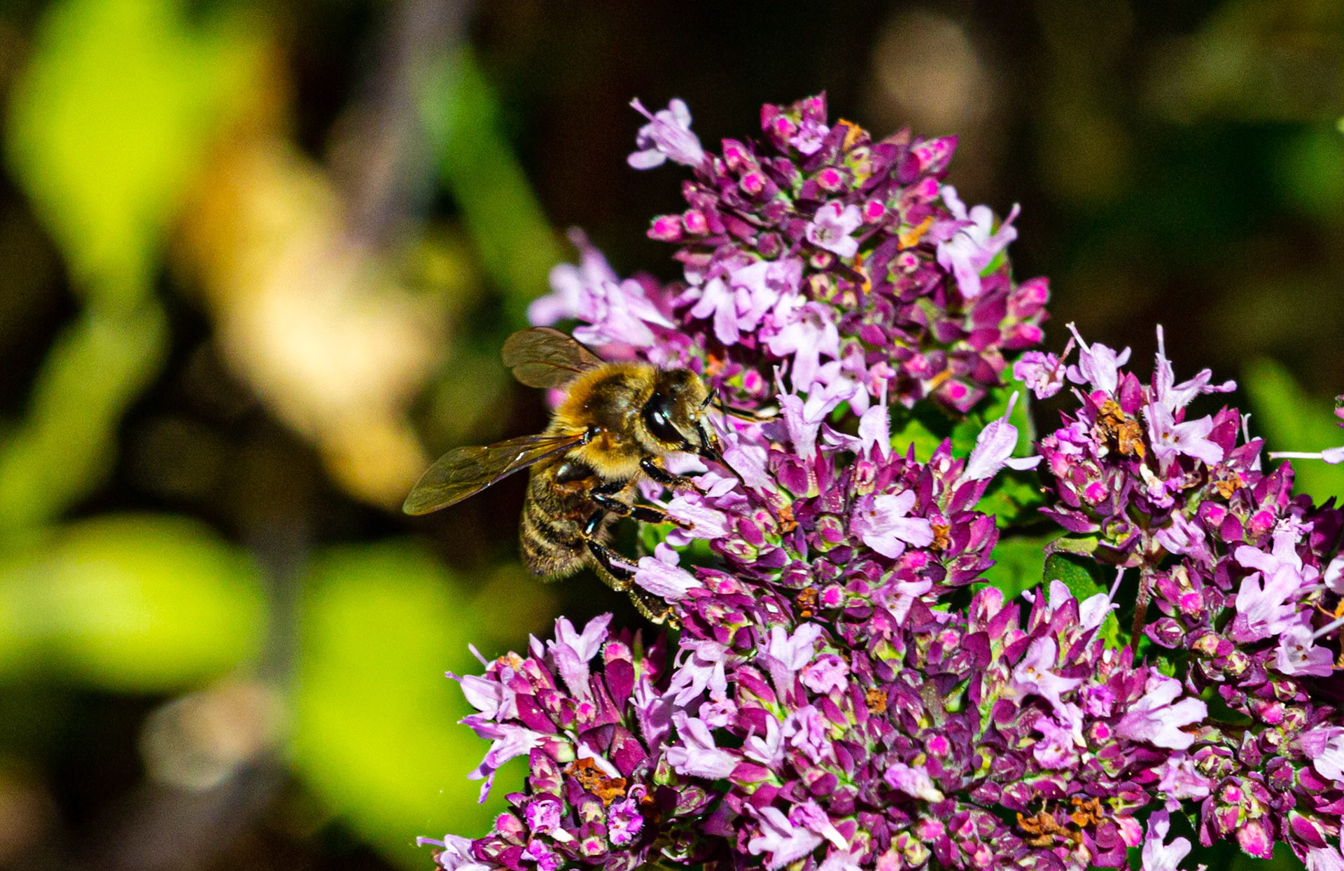 Mottistone IOW 16 July 2022