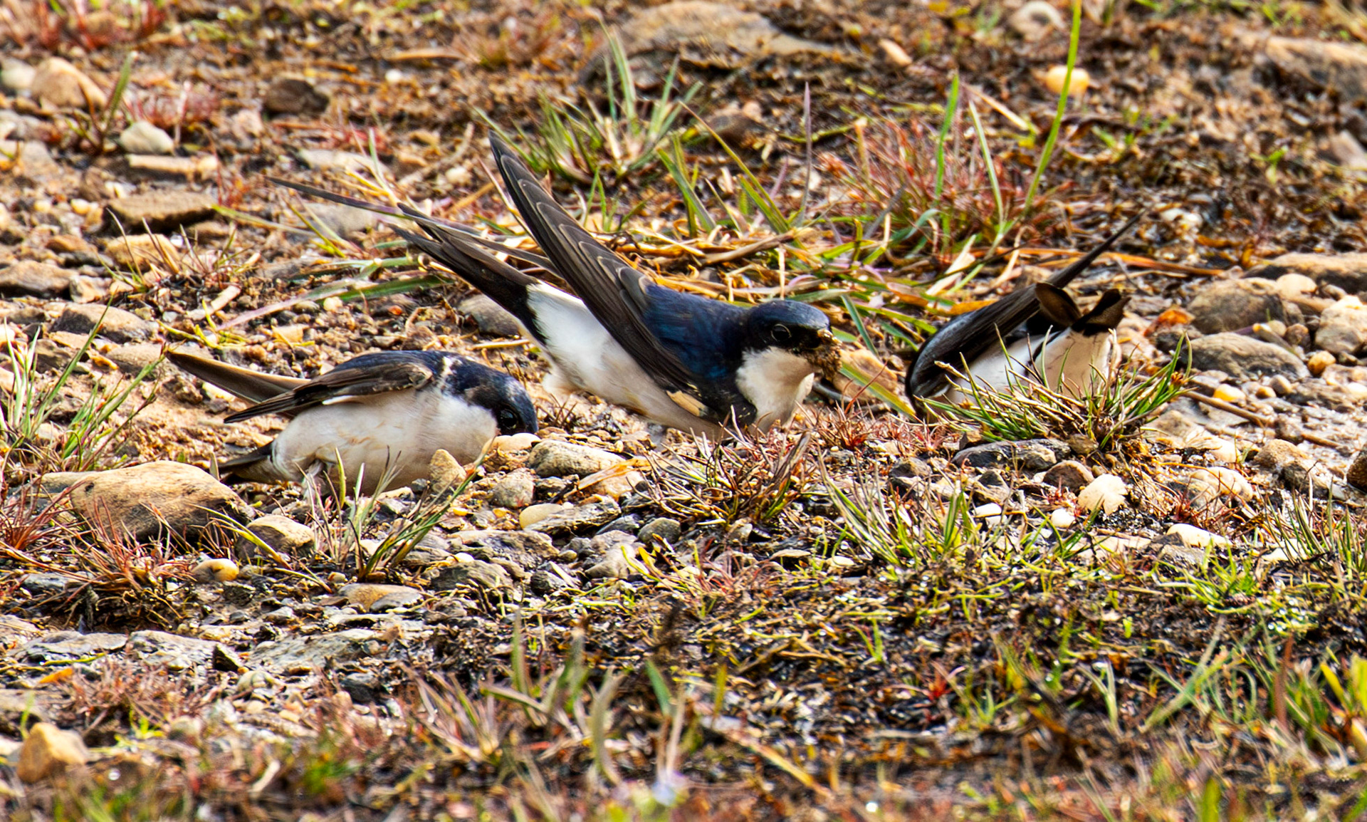 Harperrig 31 May 2025