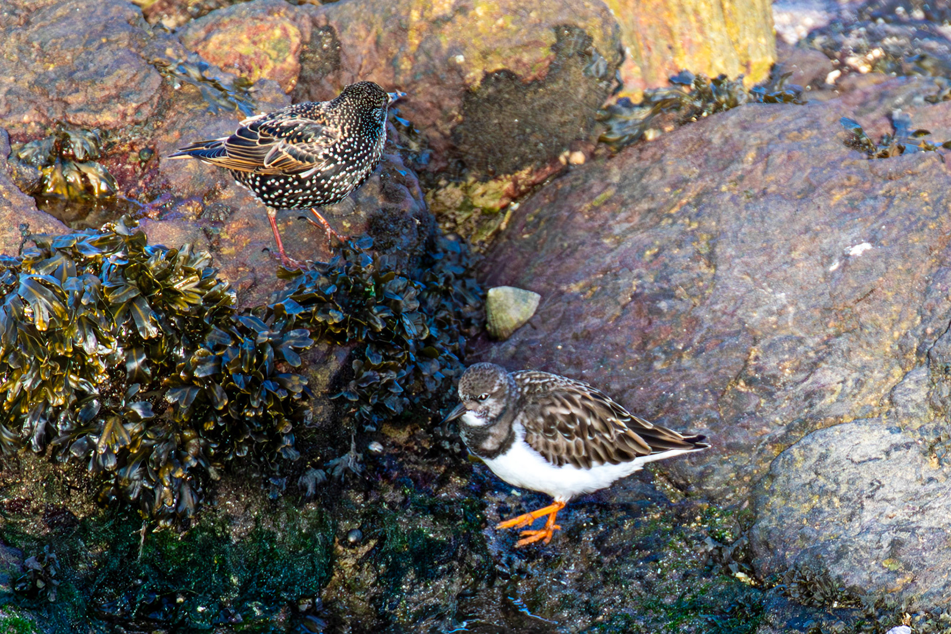 Starling, Turnstone, Port Seton 18 November 2024