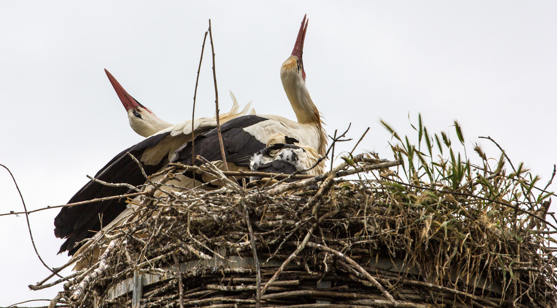 CernayPlease see my other Photographs at: http://www.jamespdeans.co.uk/