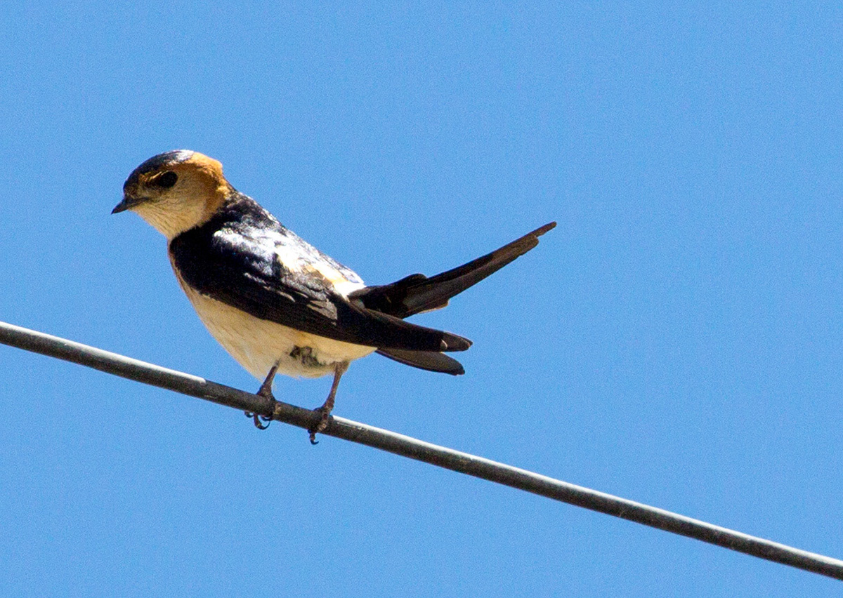 Red-Rumped Swallow in Tavira. Quite common in the eastern Algarve, but so are Barn Swallows, takes a while to distinguish the first one you see on the wing.  Please see my Photographs of BIRDS at: http://www.jamespdeans.co.uk/p335071268