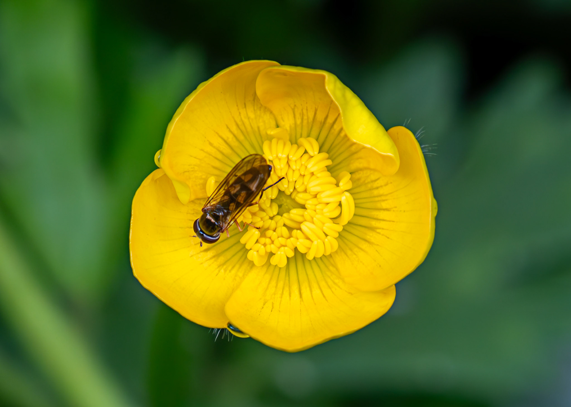 Long-winged Duskyface (Melanostoma scalare) - Gogar Bridge - Leyburn Road 31 May 2025