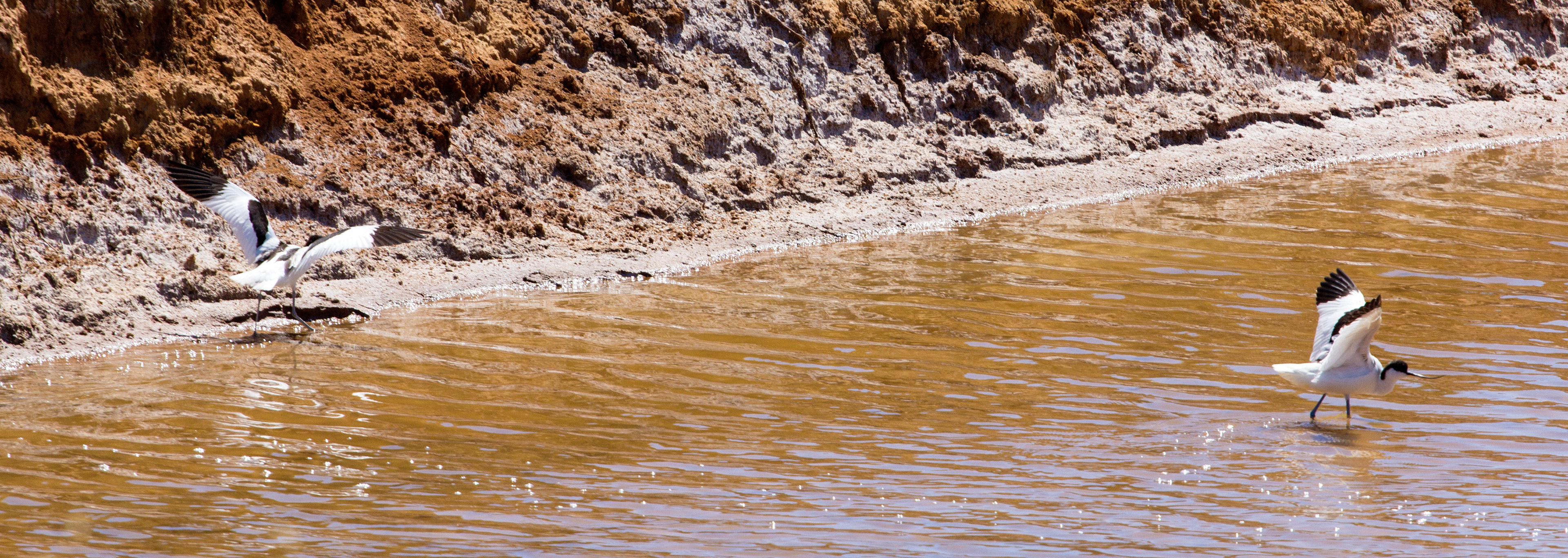 Pied Avocet, in the salt pans in Tavira, employing diversionary tactics.Please see my Photographs of Portugal at: http://www.jamespdeans.co.uk/p116503744
