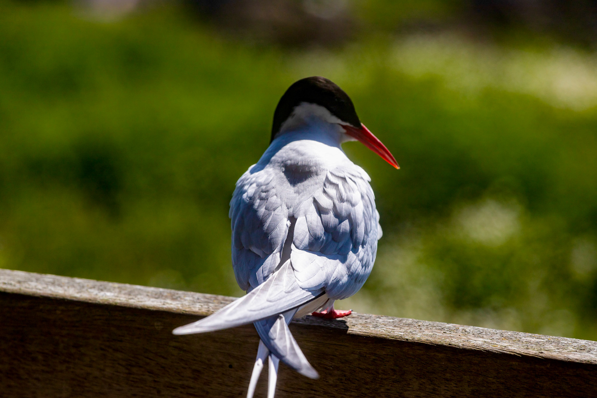 Isle of May - 04 June 2022