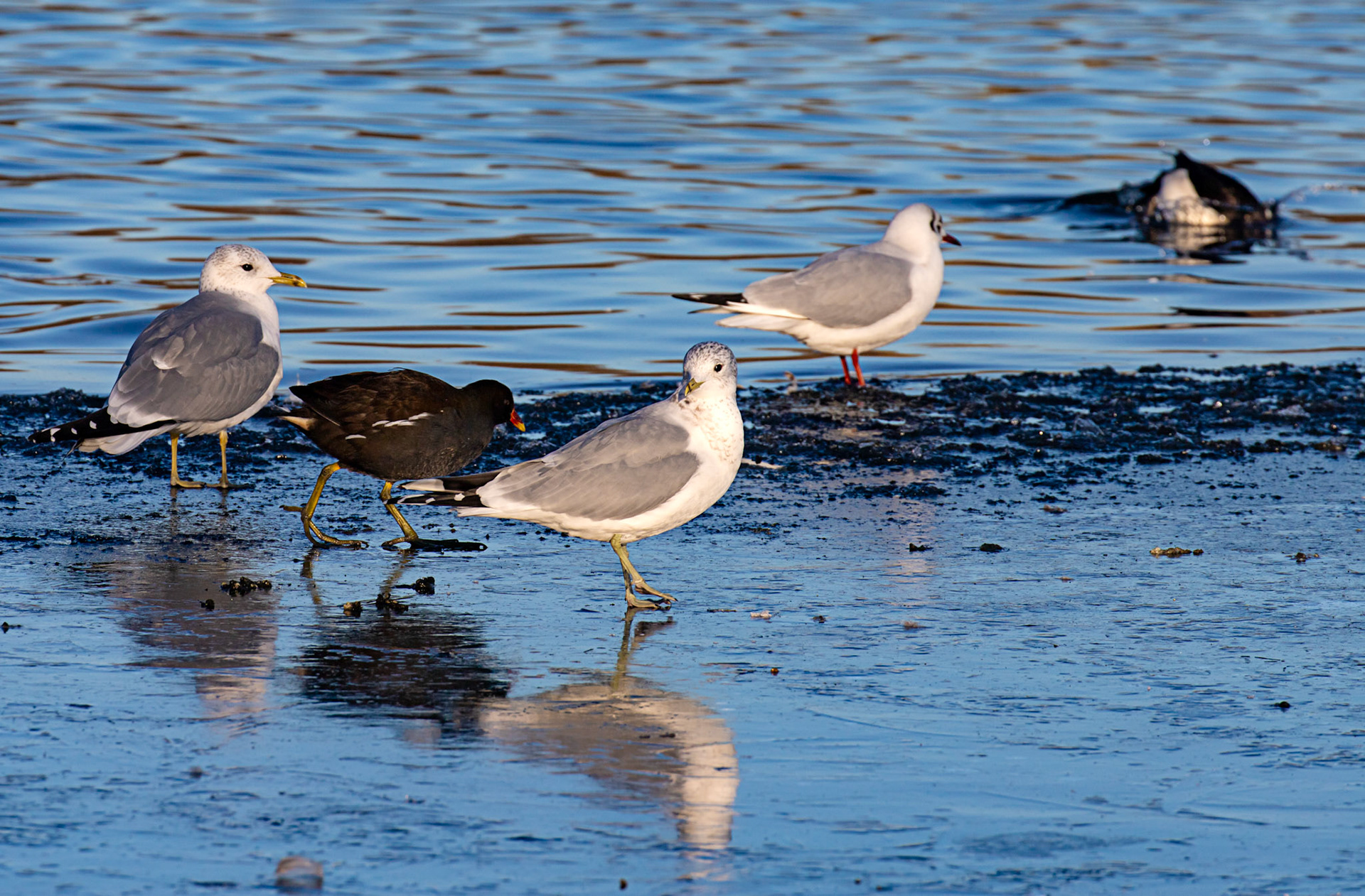 Common Gulls and Moorhen at Hogganfield Loch 10 January 2025