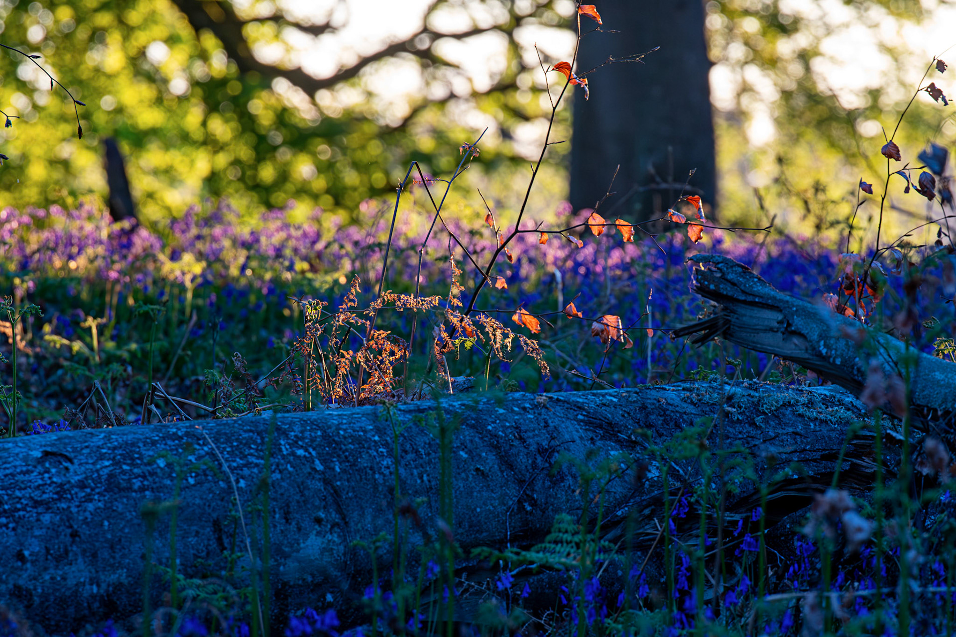 Kinclaven Bluebell Woods 16 May 2026
