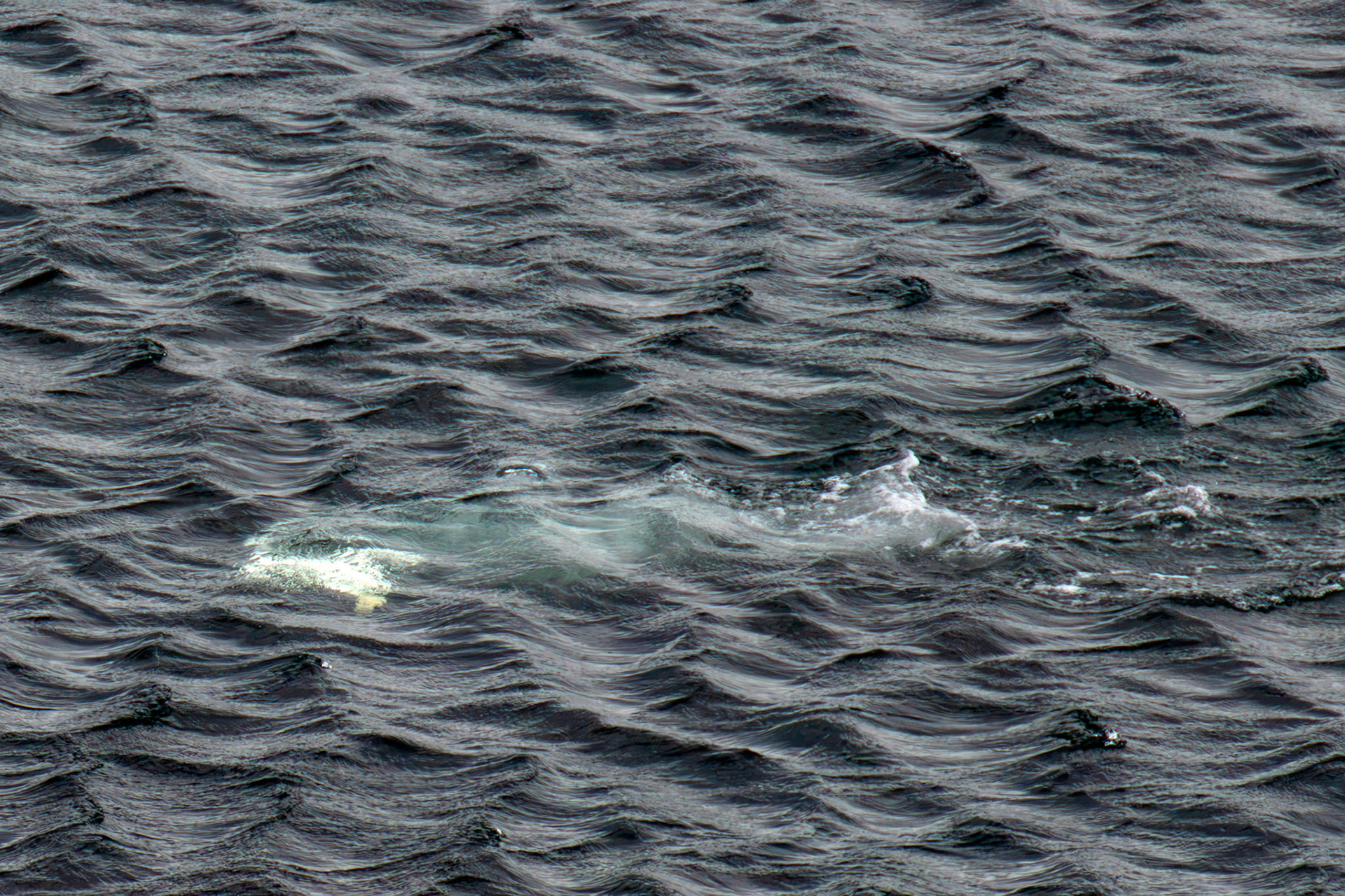 Northern Gannet under water - Tantallon Castle 04 July 2026