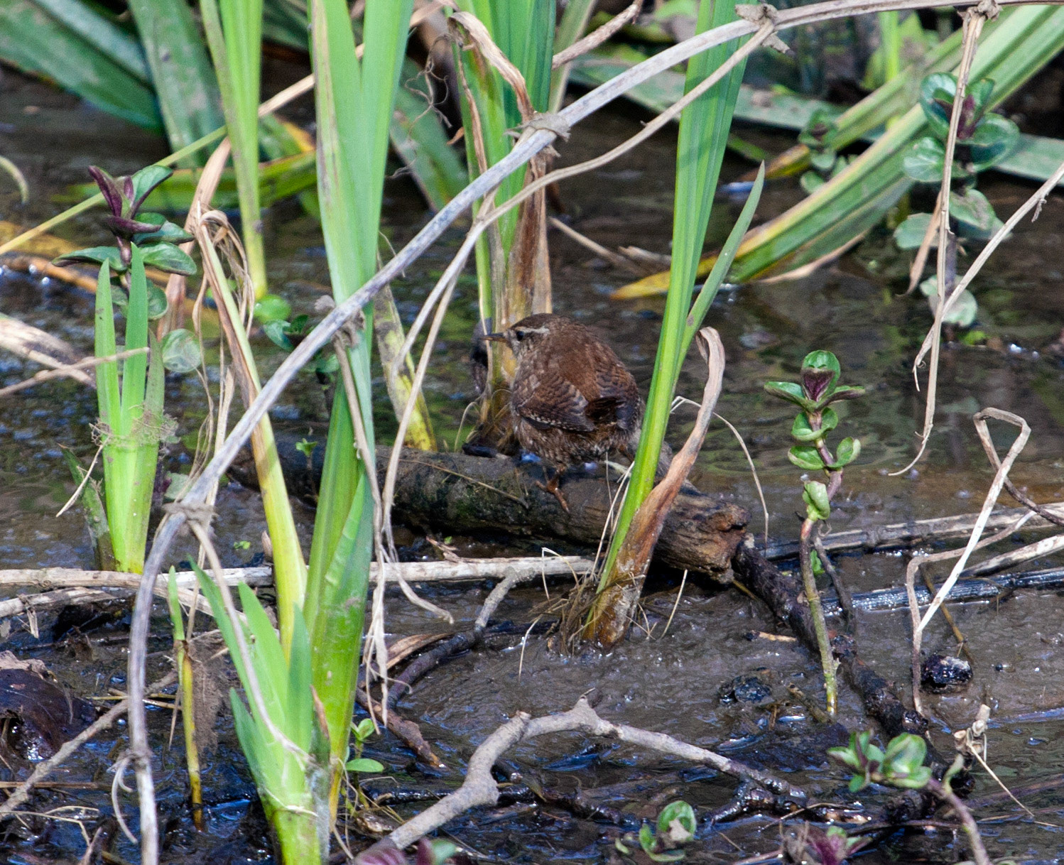 Wren in Denmore Wood, CrailPlease see my other BIRD Photographs at http://www.jamespdeans.co.uk/p335071268