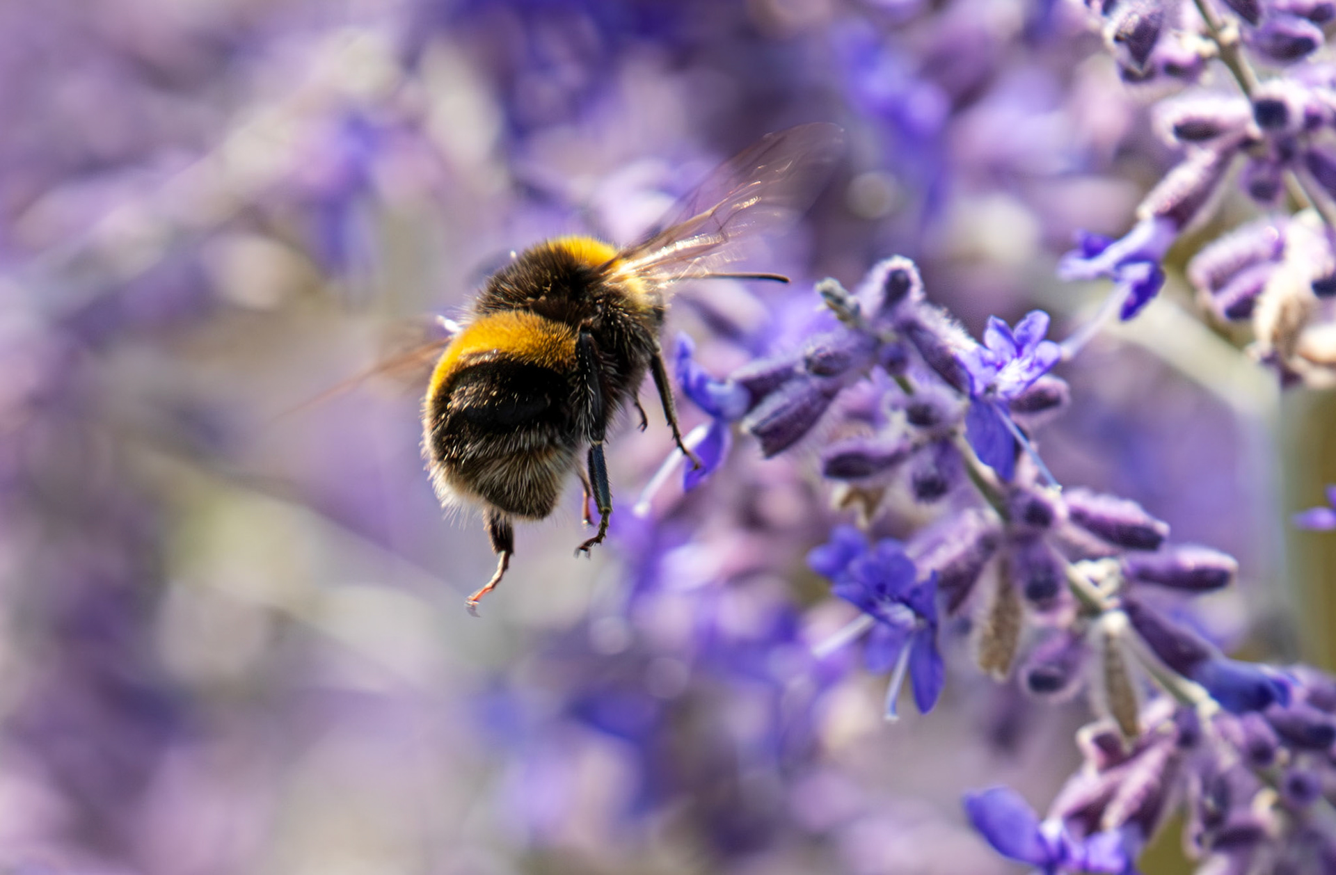 Buff-tailed Bumblebee (Bombus terrestris) Slough 05 August 2025