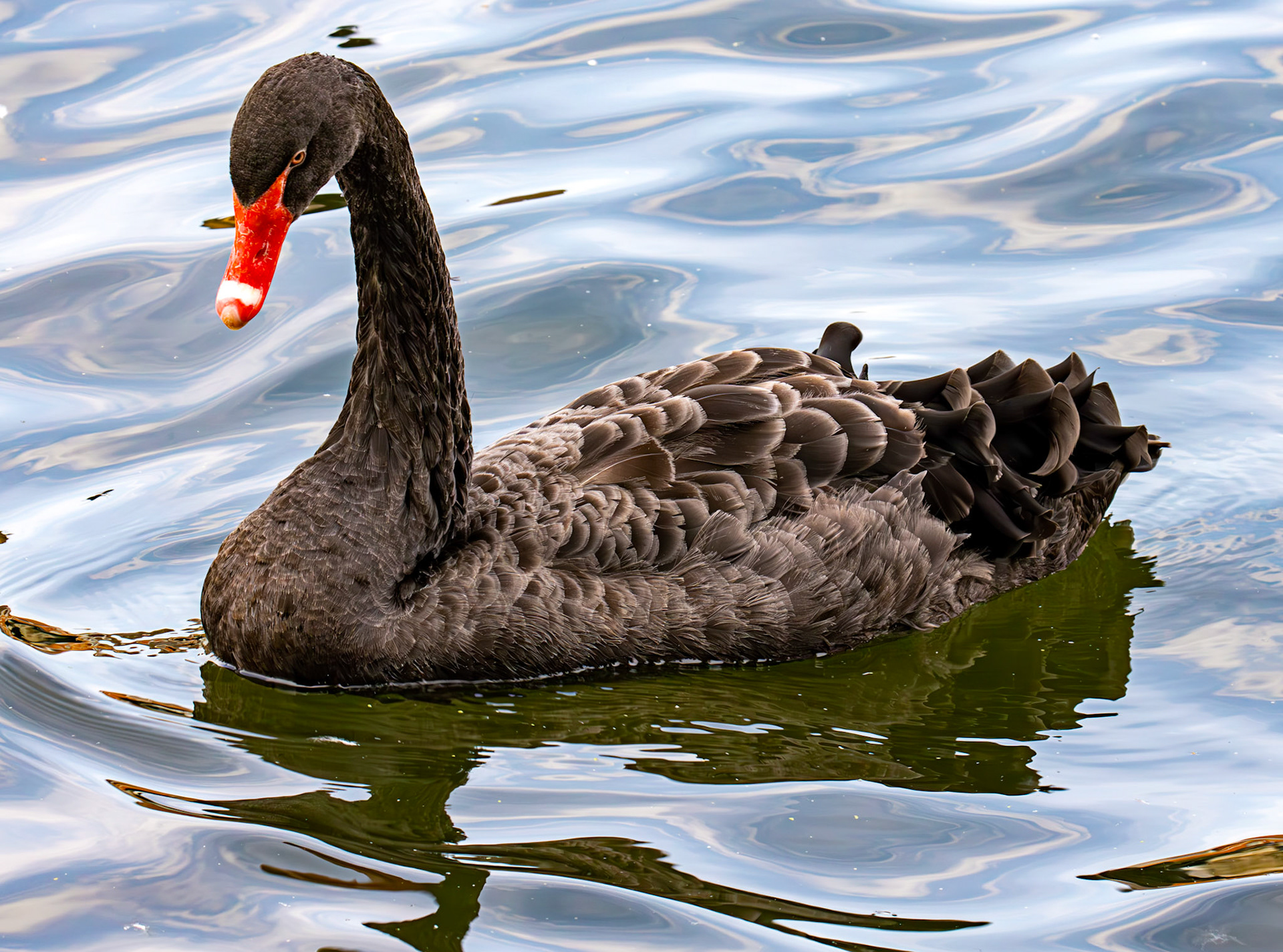 Windsor 06 August 2025