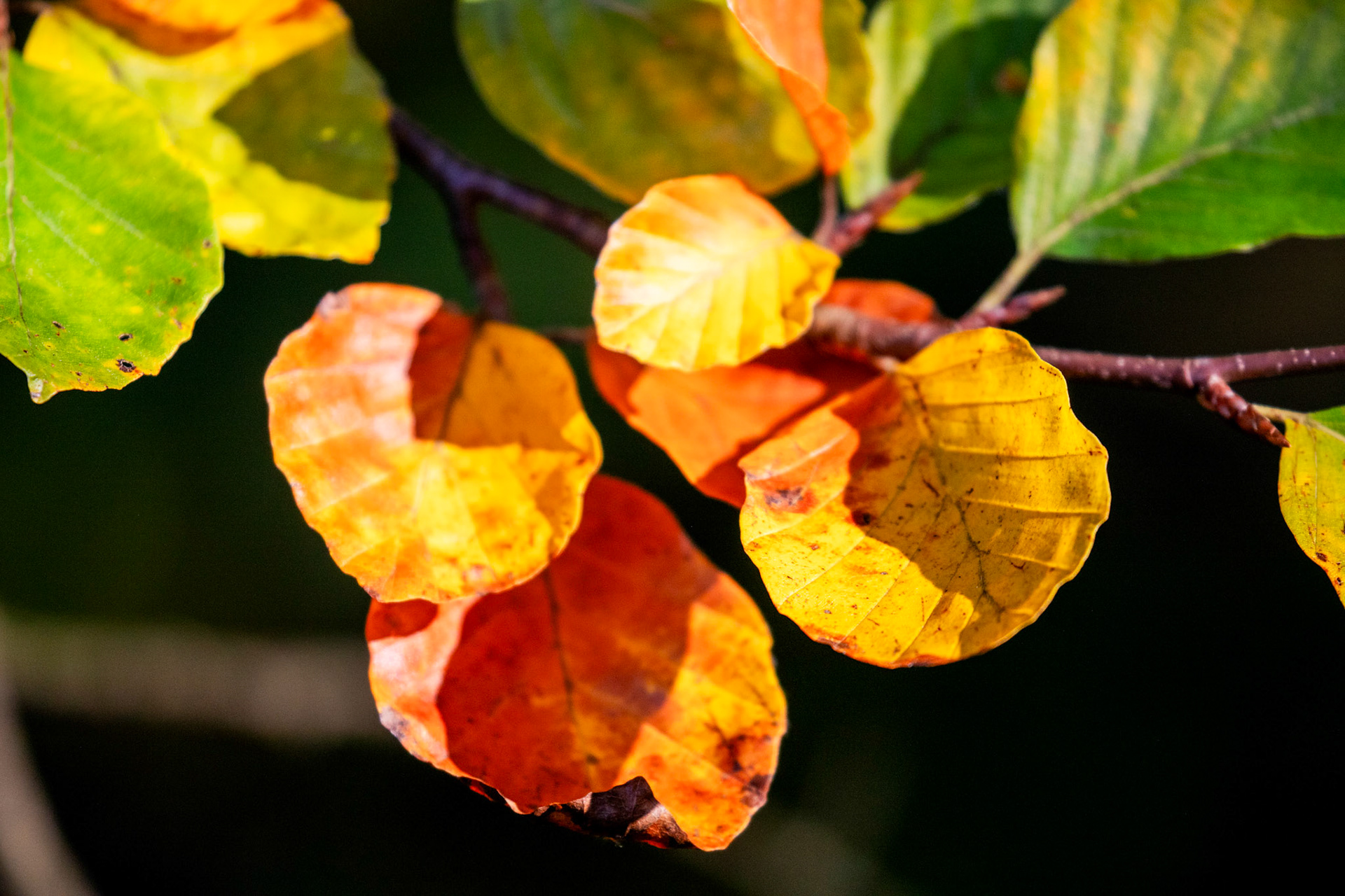 RSPB Lochwinnoch 10 October 2024