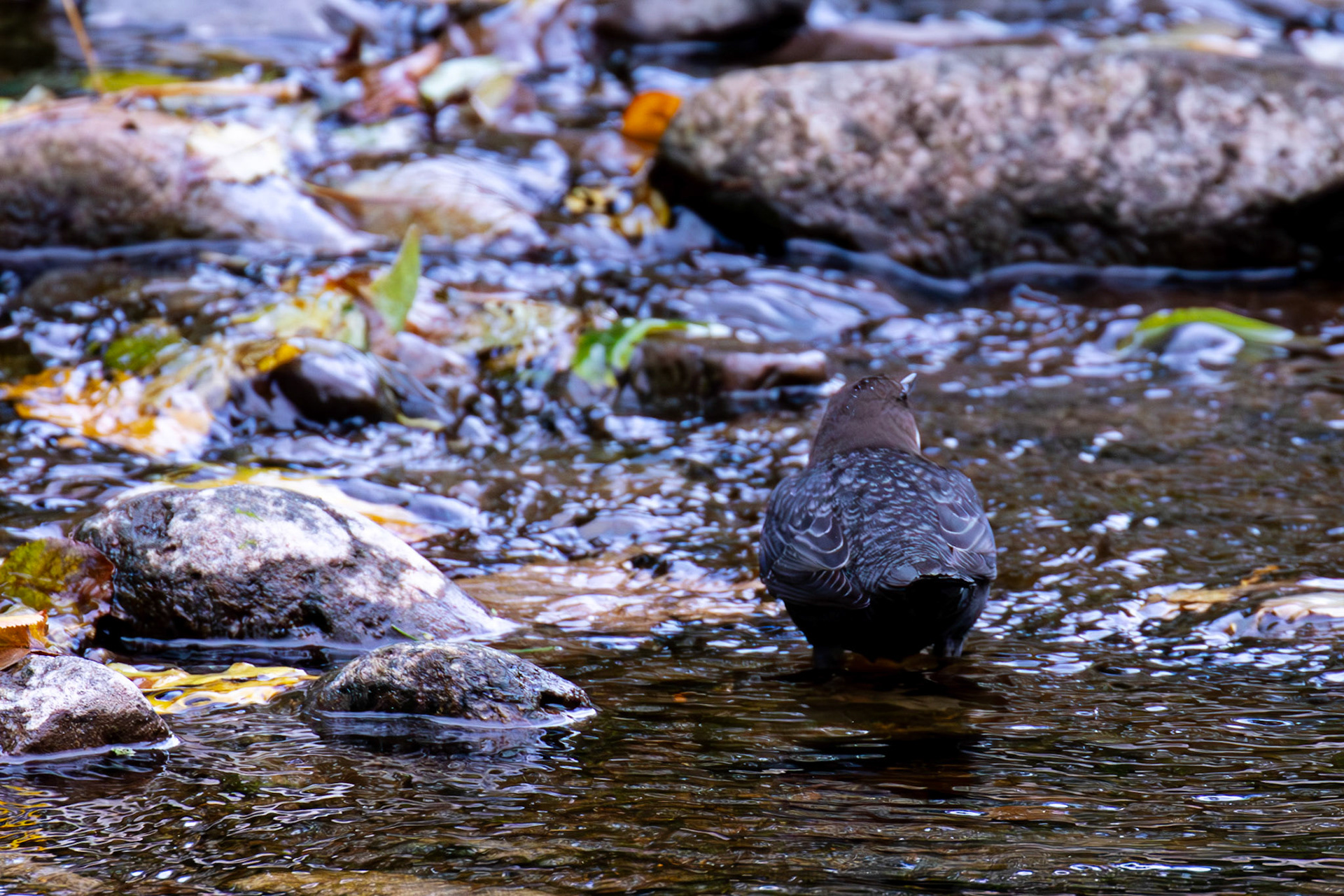 Largs 08 October 2024