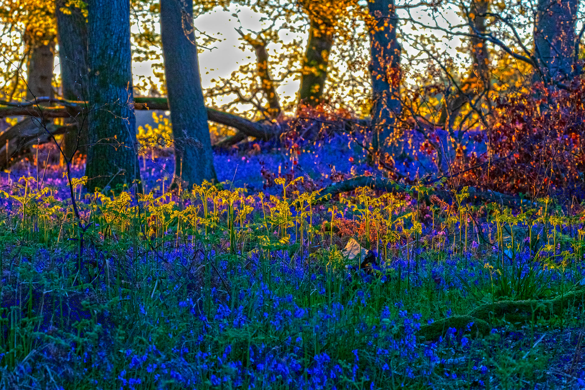 Kinclaven Bluebell Woods 16 May 2026