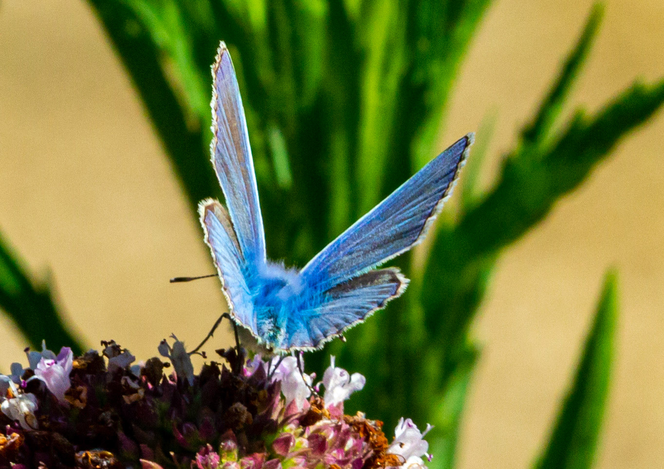 Mottistone IOW 16 July 2022