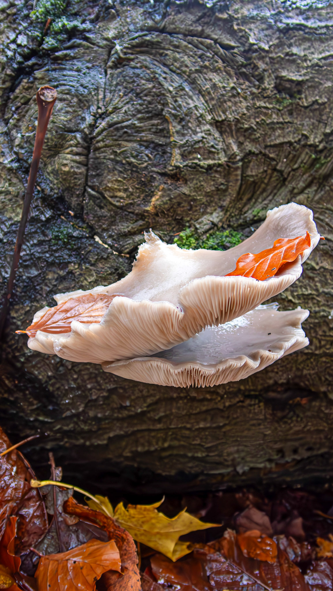 oyster mushrooms (Pleurotus ostreatus) Deans Woods 08 November 2025
