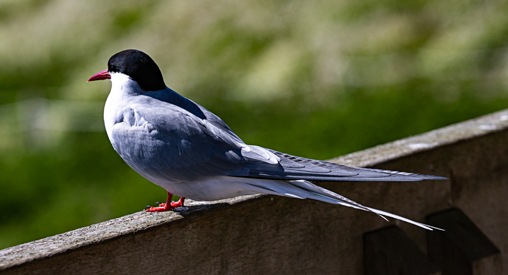 Isle of May - 04 June 2022