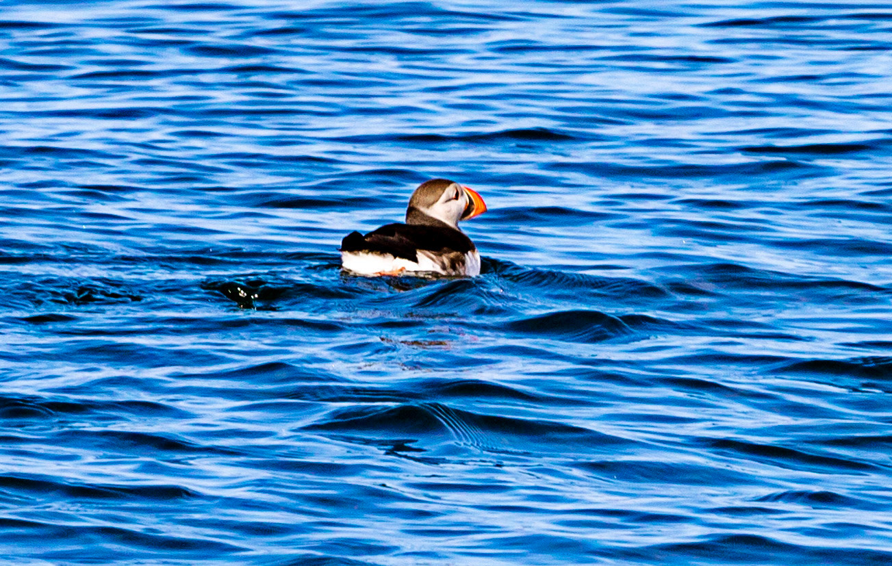 Isle of May - 04 June 2022