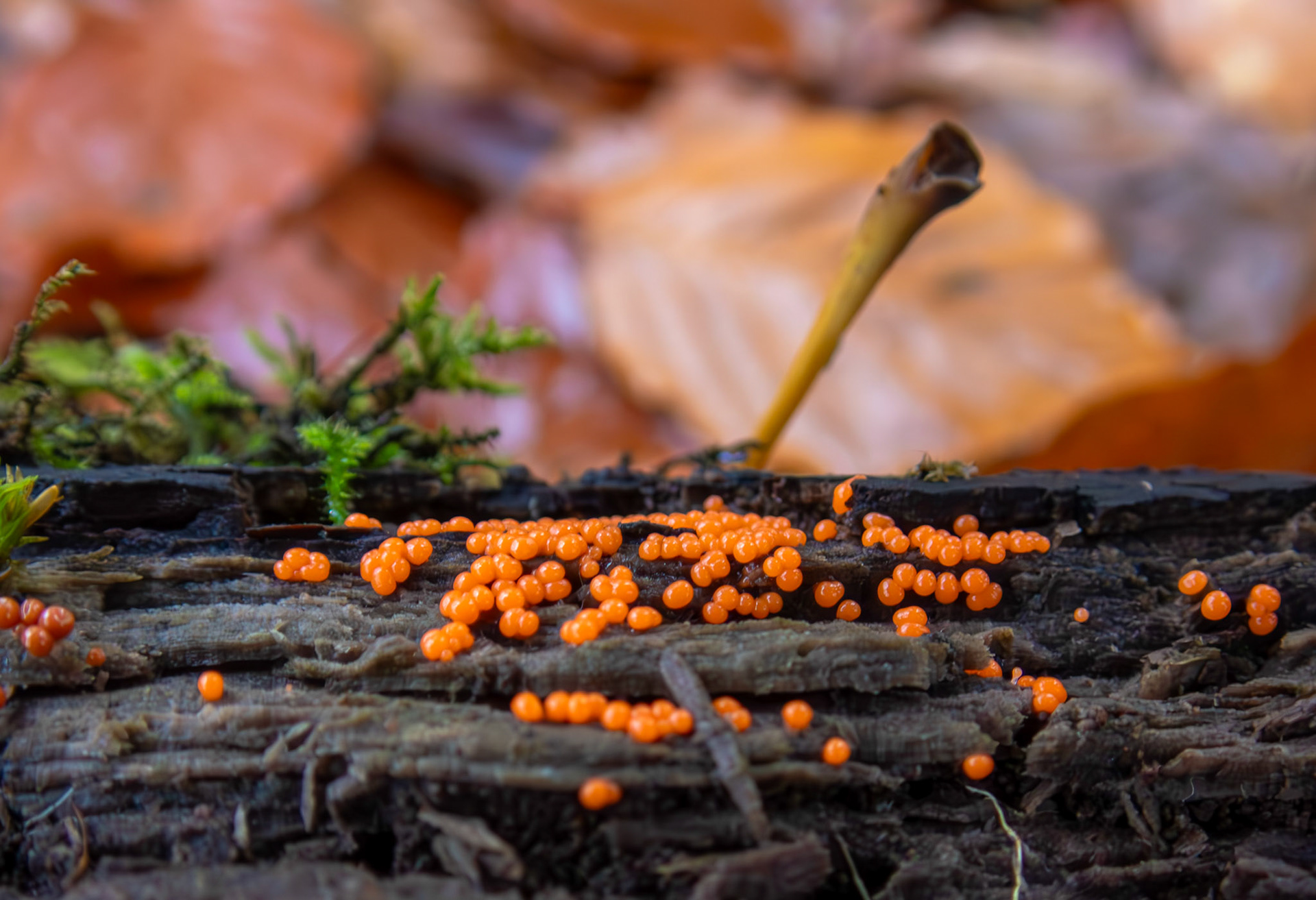 slime mould (Trichia decipiens) Deans Woods 08 November 2025