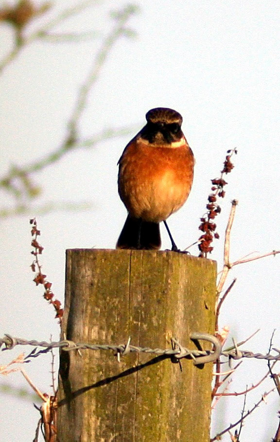 Loch of Strathbeg Please see my other Photographs at: http://www.jamespdeans.co.uk/