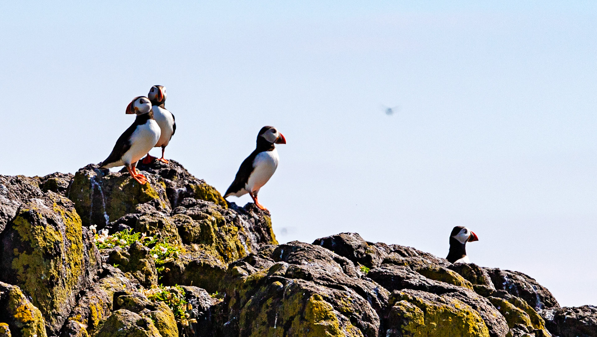 Puffin - Isle of May - 04 June 2022