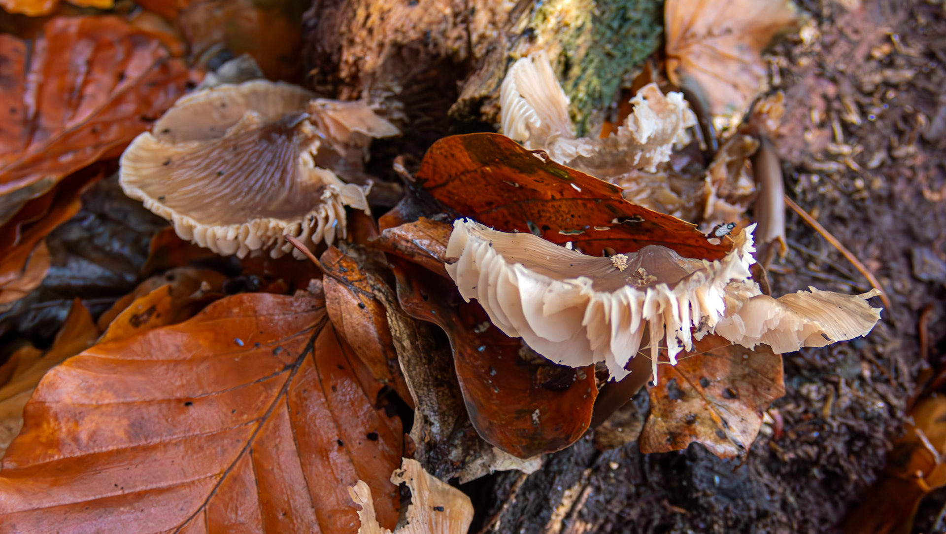 Spindle Toughshanks (Gymnopus fusipes) Deans Woods 08 November 2025
