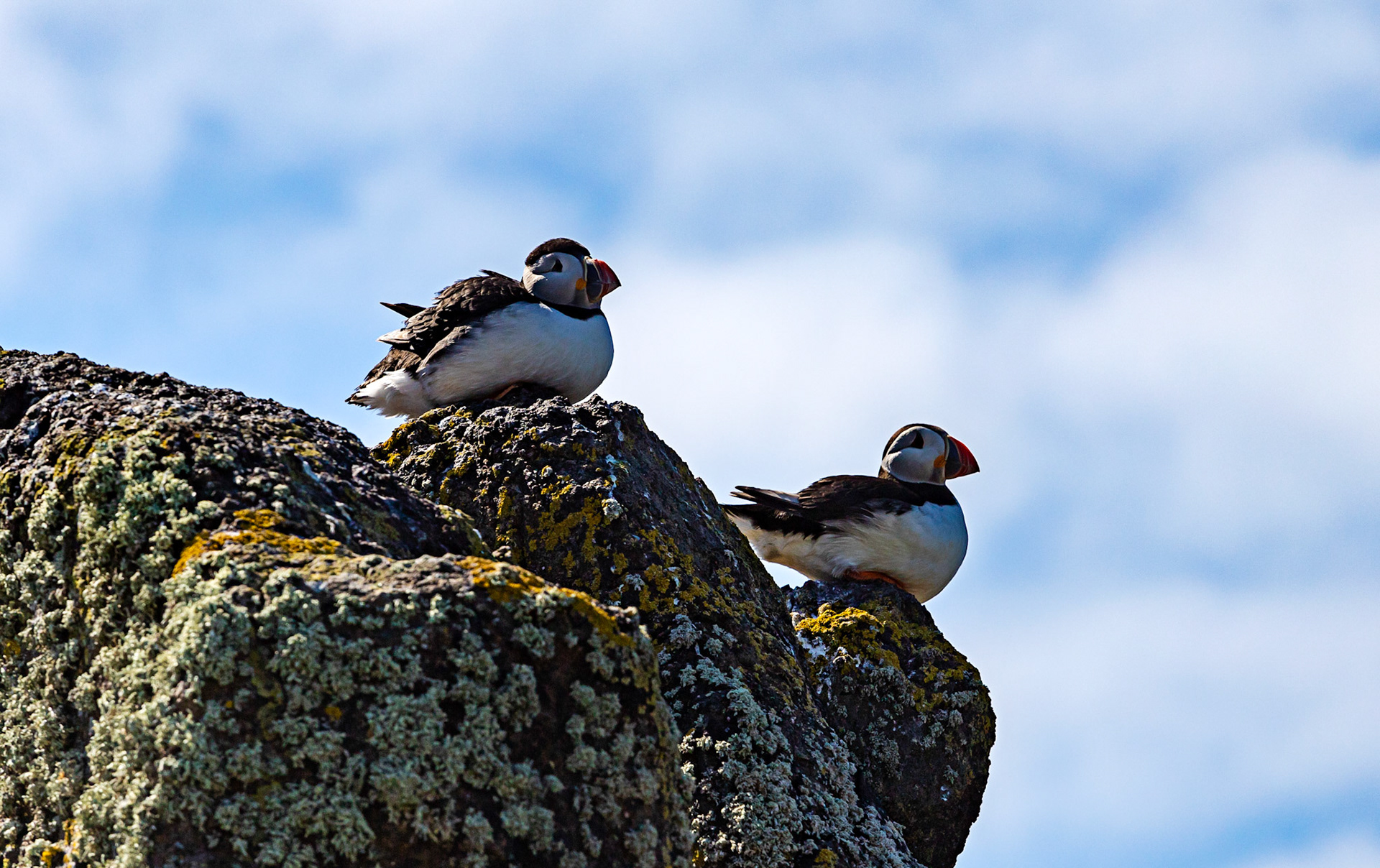 Puffin - Isle of May - 04 June 2022