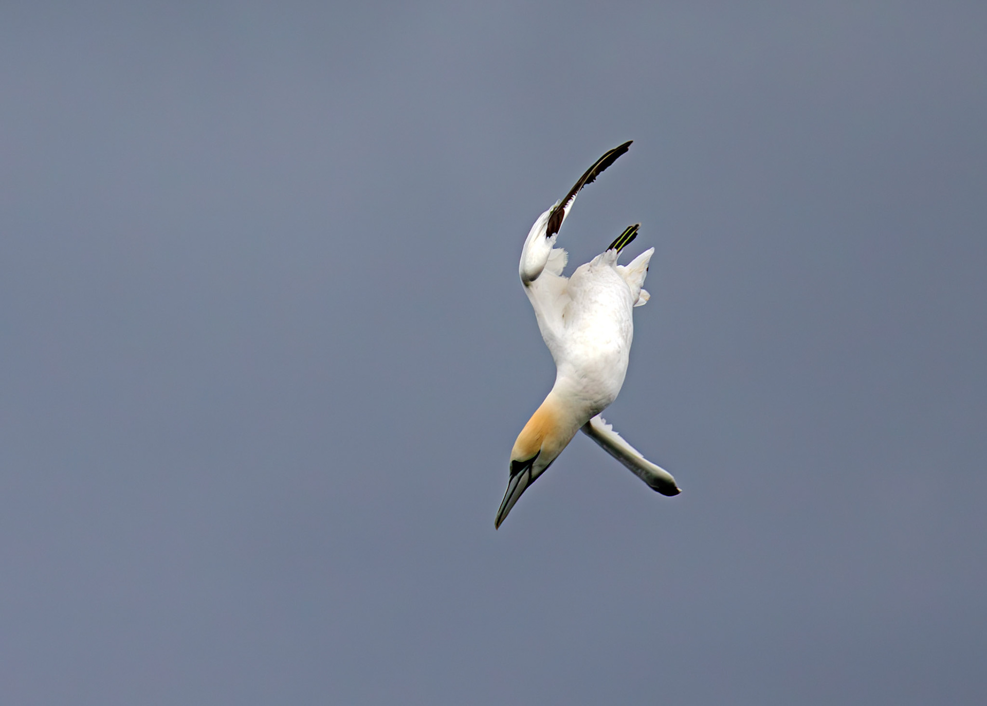 Gannets at North Berwick 14 Sept 2024