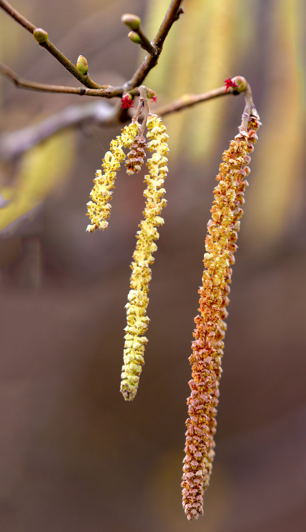 Murieston 27 February 2026