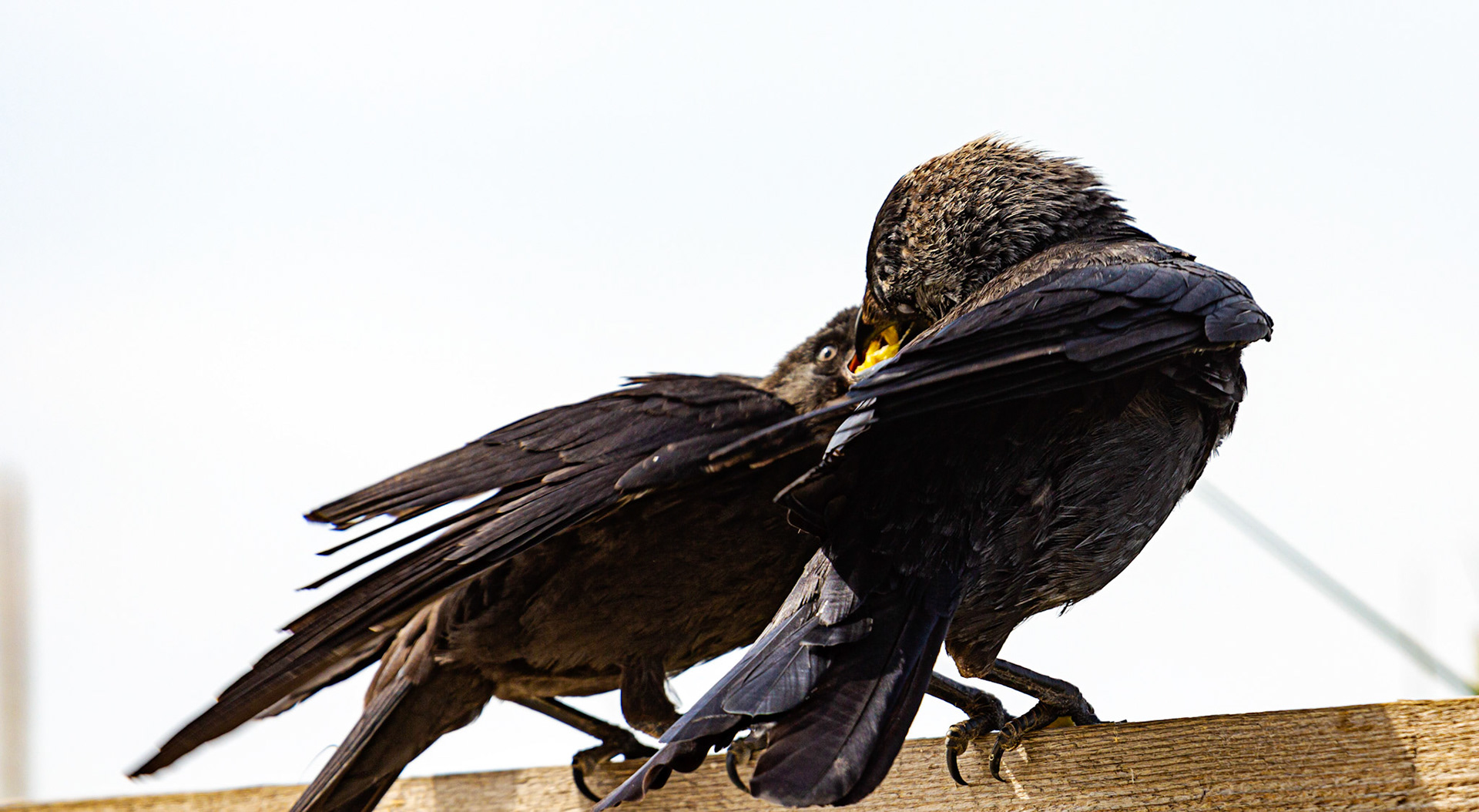 Bembridge IOW 17 July 2022