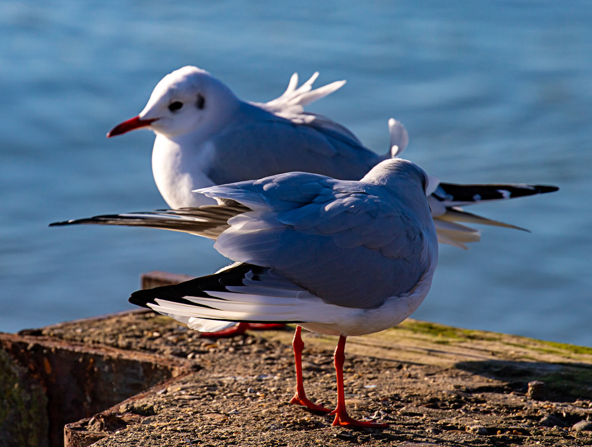 Black headed gulls at Titchfield Haven 02 January 2025