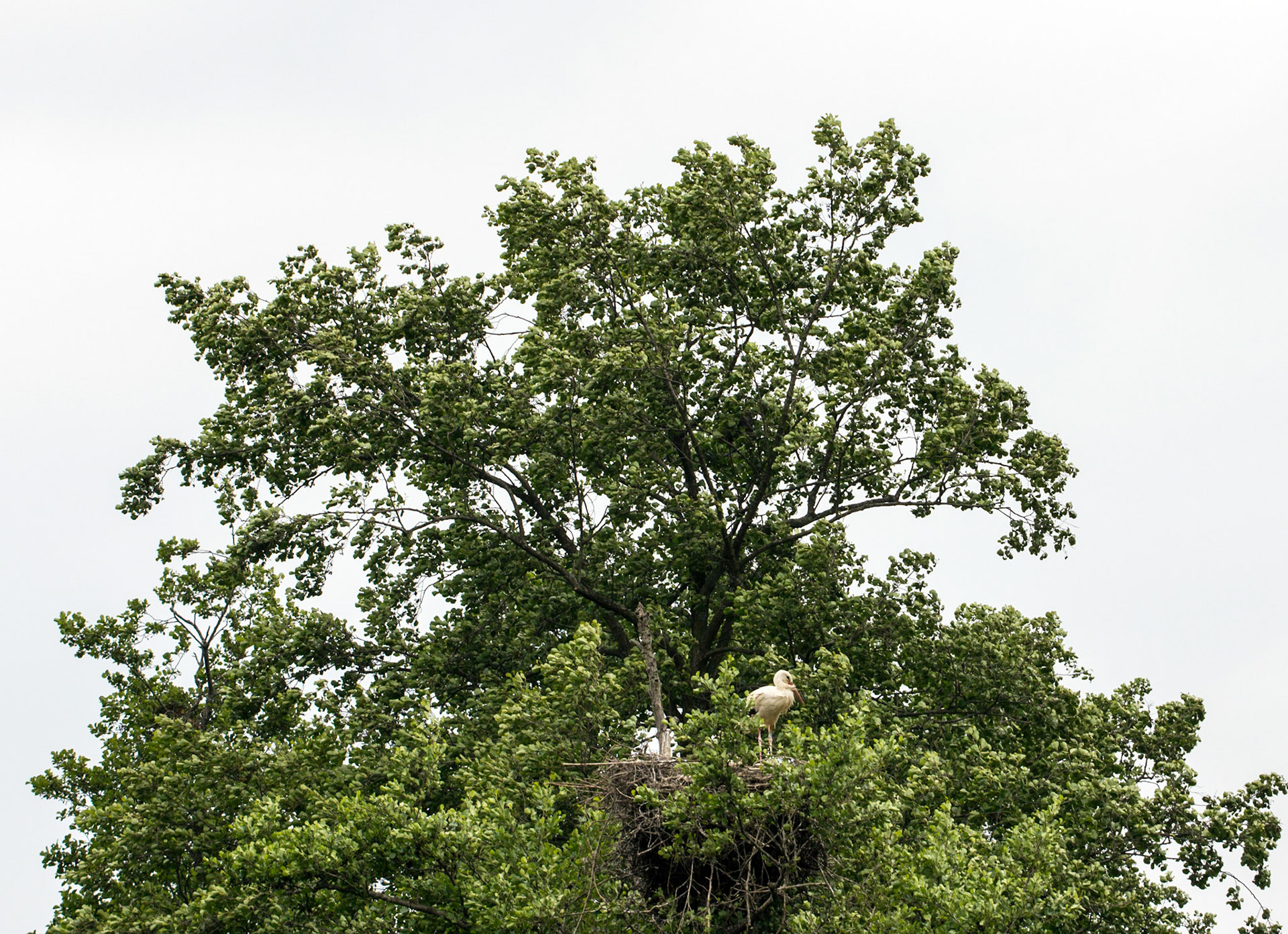 CernayPlease see my other Photographs at: http://www.jamespdeans.co.uk/