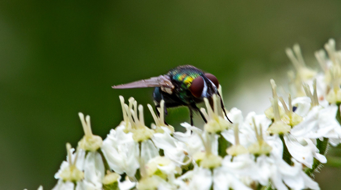 Insects in Livingston 22 July 2024