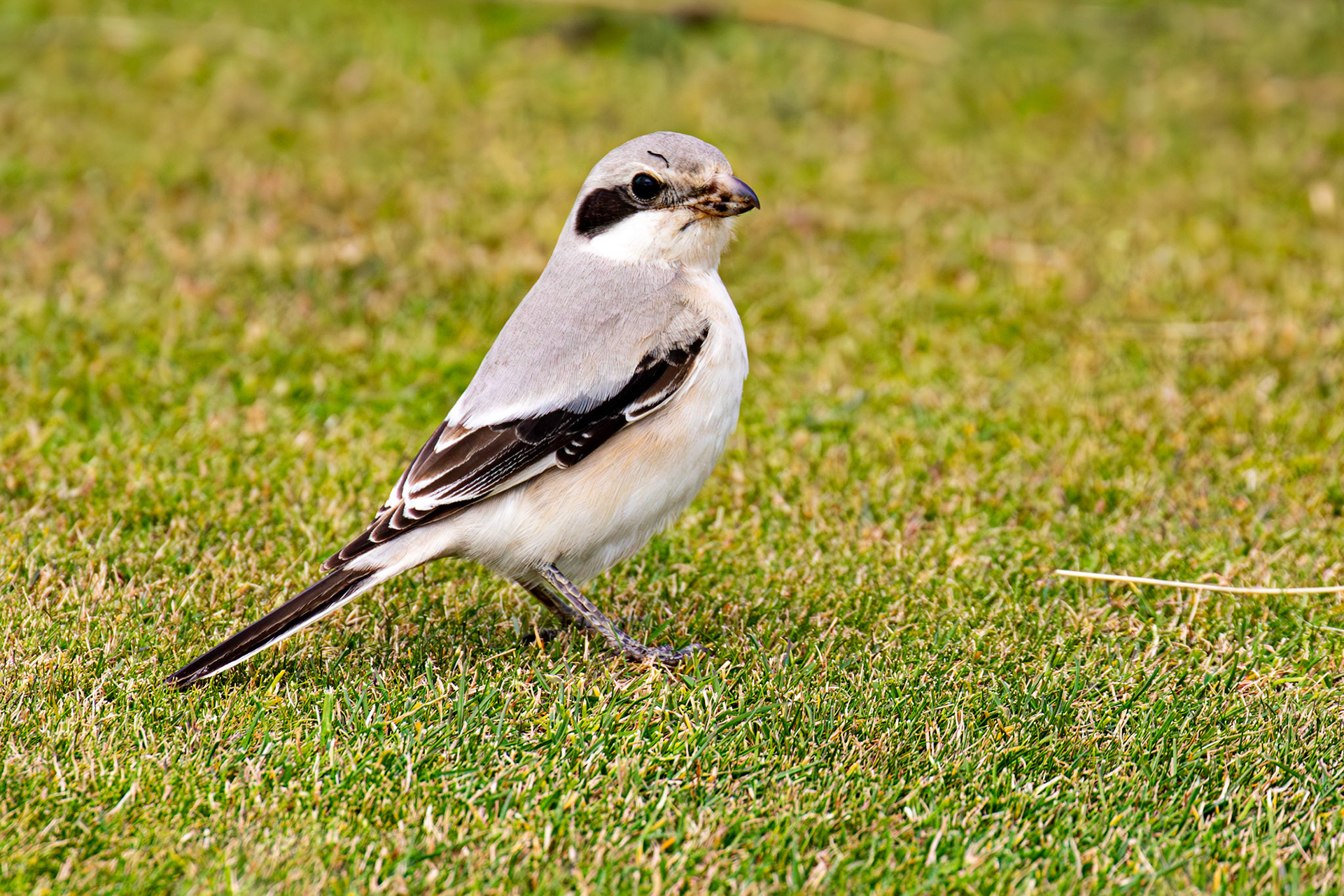 Steppe Grey Shrike in Dunbar 14 Sept 2024