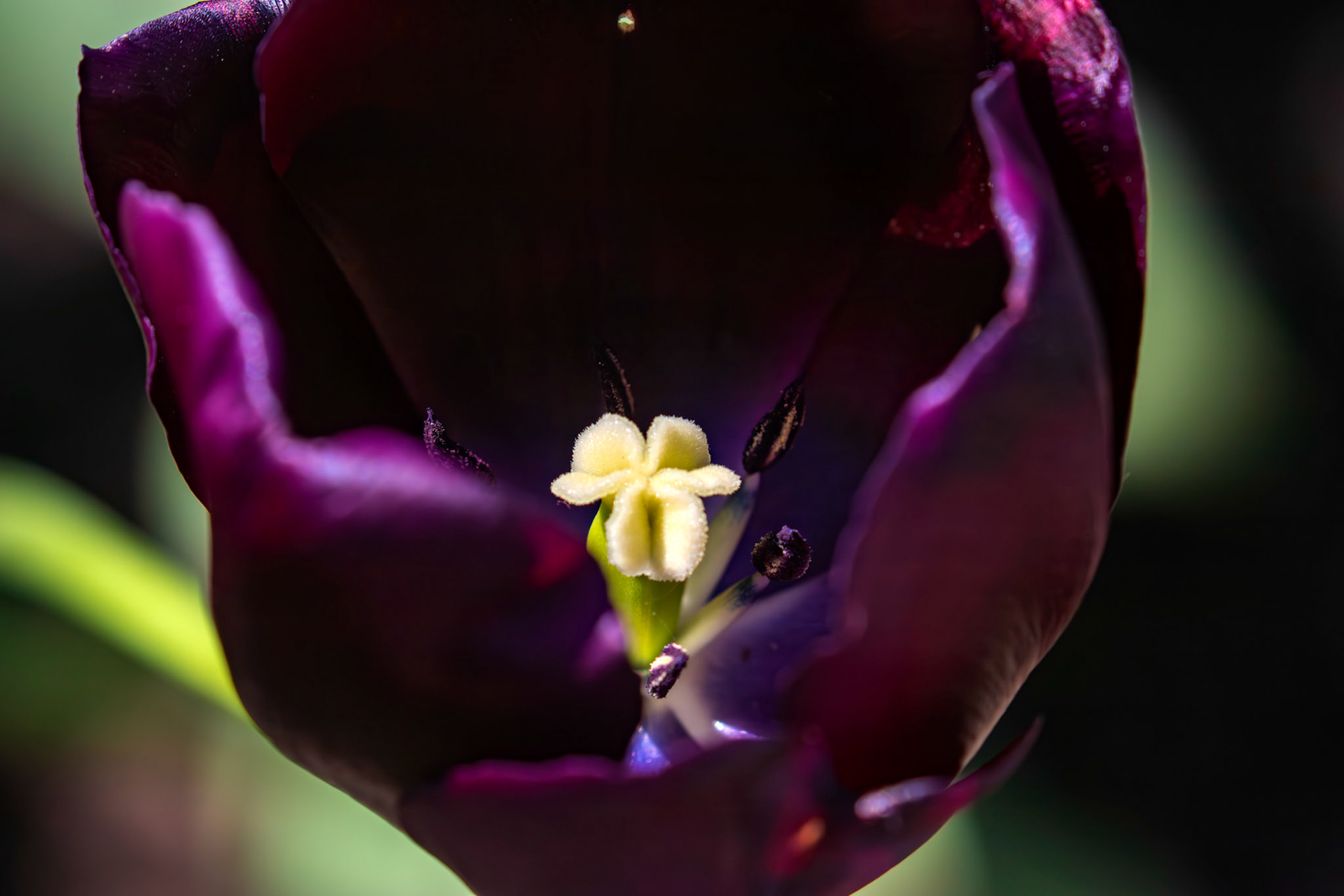 Flowers in Deans 15 May 2025