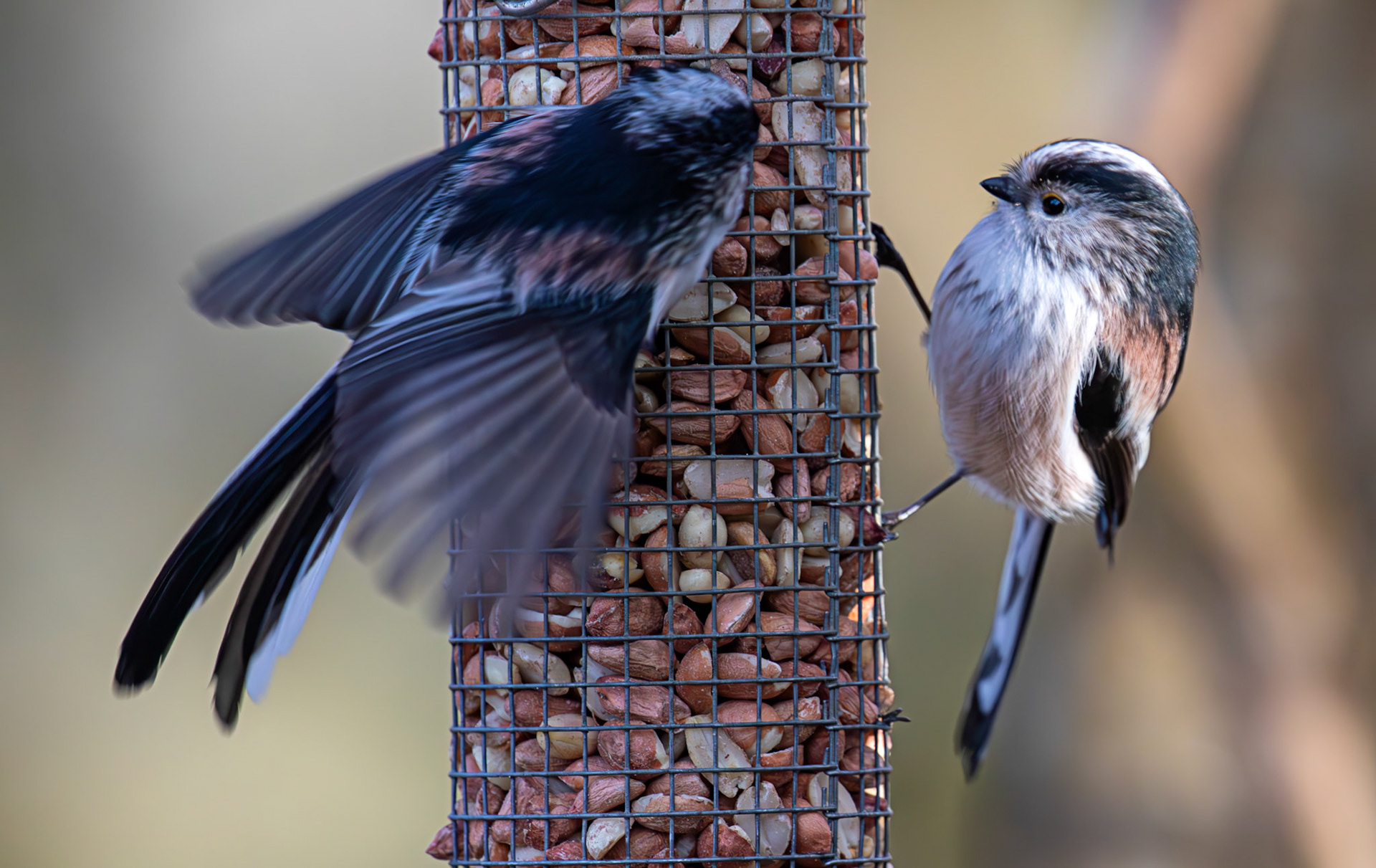 Long Tailed Tit - Bavelaw Marsh 16 January 2026