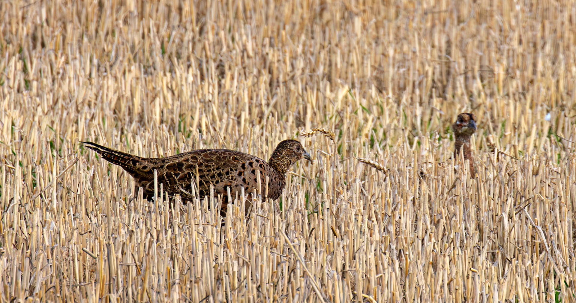 Pheasant - East Lothian 30 Sep 2025